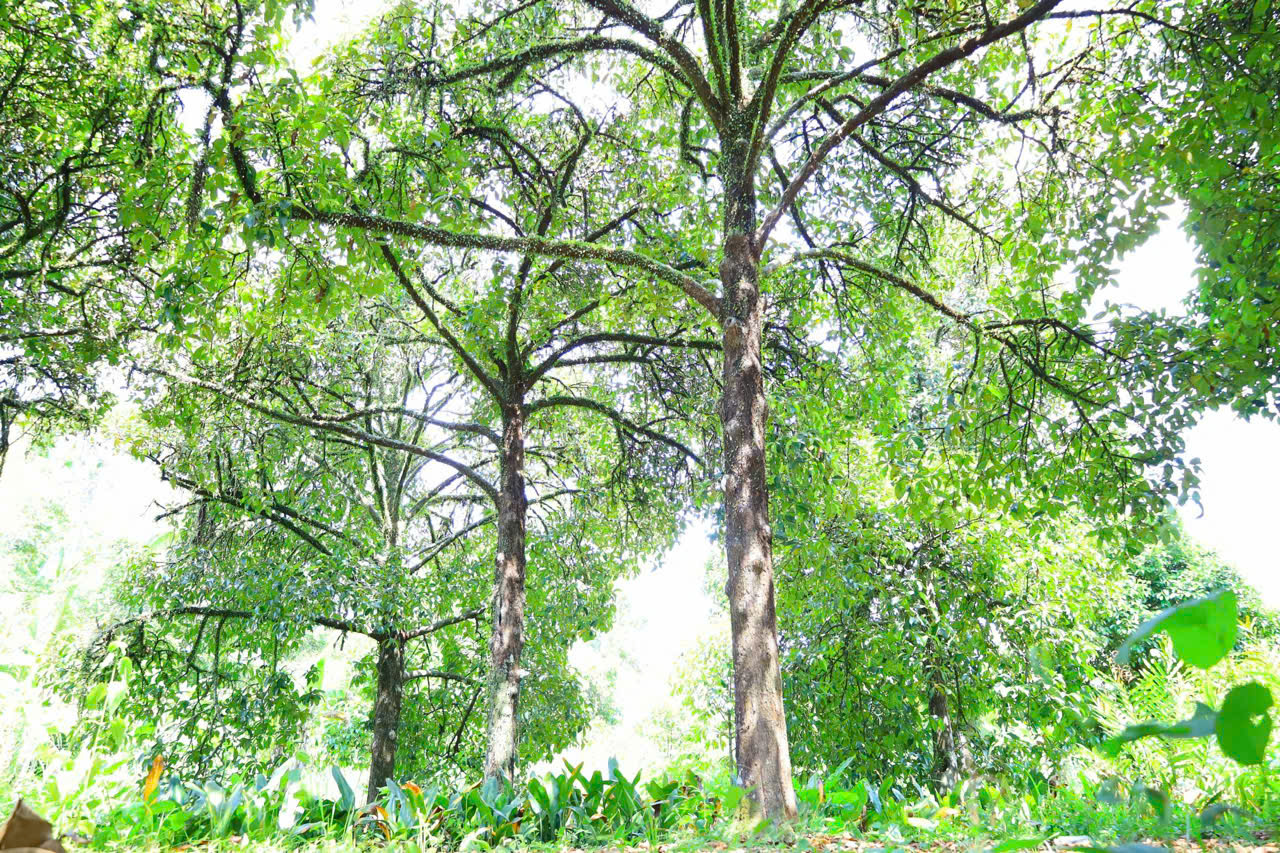 Những 'báu vật xanh' hàng trăm năm tuổi ở Cần Thơ- Ảnh 12. Những 'báu vật xanh' hàng trăm năm tuổi ở Cần Thơ- Ảnh 12.