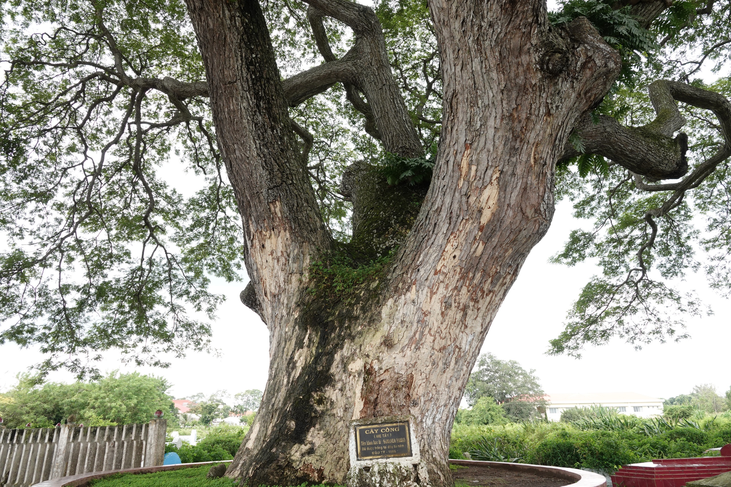 Những 'báu vật xanh' hàng trăm năm tuổi ở Cần Thơ- Ảnh 4. Những 'báu vật xanh' hàng trăm năm tuổi ở Cần Thơ- Ảnh 4.