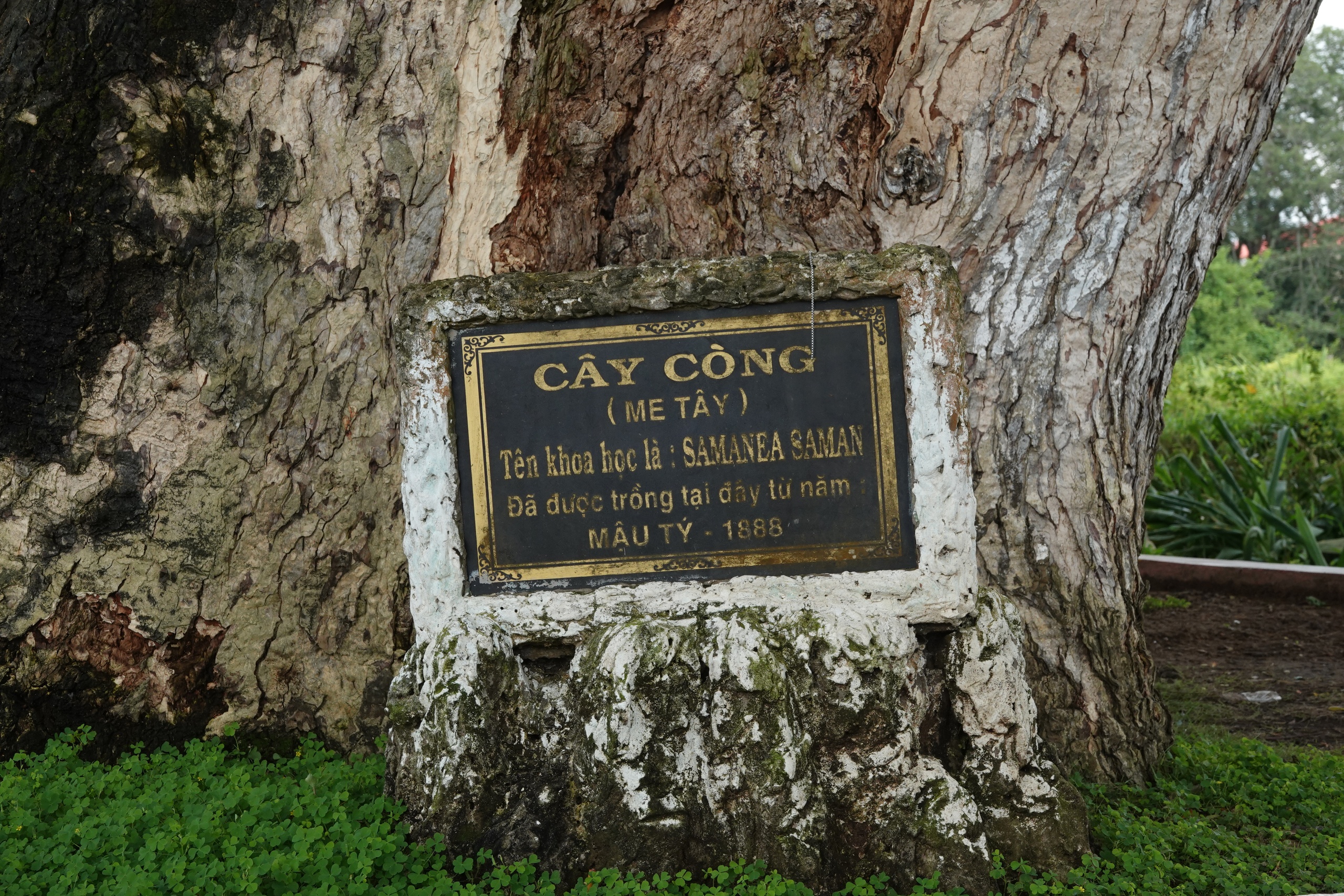 Những 'báu vật xanh' hàng trăm năm tuổi ở Cần Thơ- Ảnh 5. Những 'báu vật xanh' hàng trăm năm tuổi ở Cần Thơ- Ảnh 5.