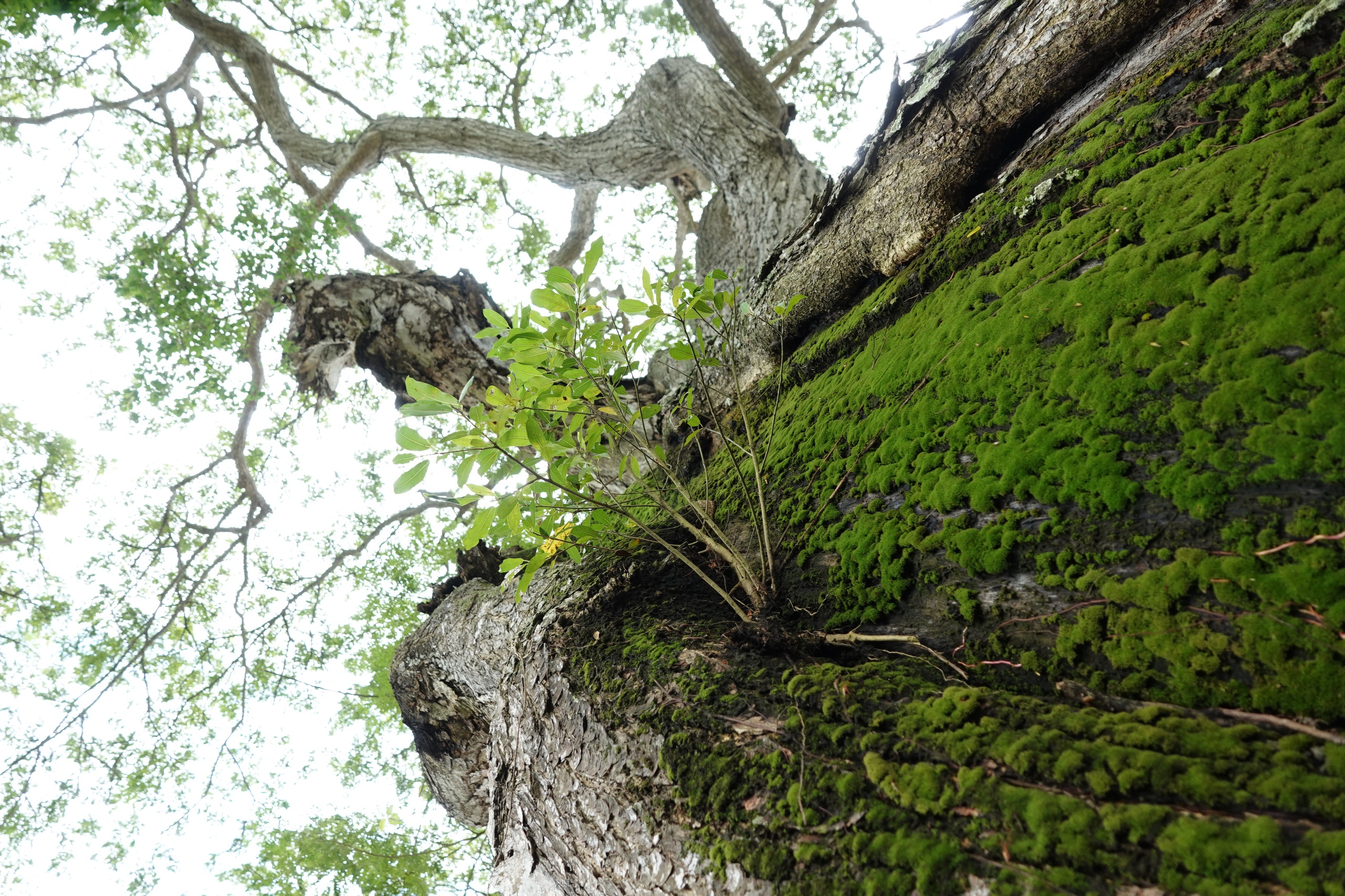 Những 'báu vật xanh' hàng trăm năm tuổi ở Cần Thơ- Ảnh 6. Những 'báu vật xanh' hàng trăm năm tuổi ở Cần Thơ- Ảnh 6.