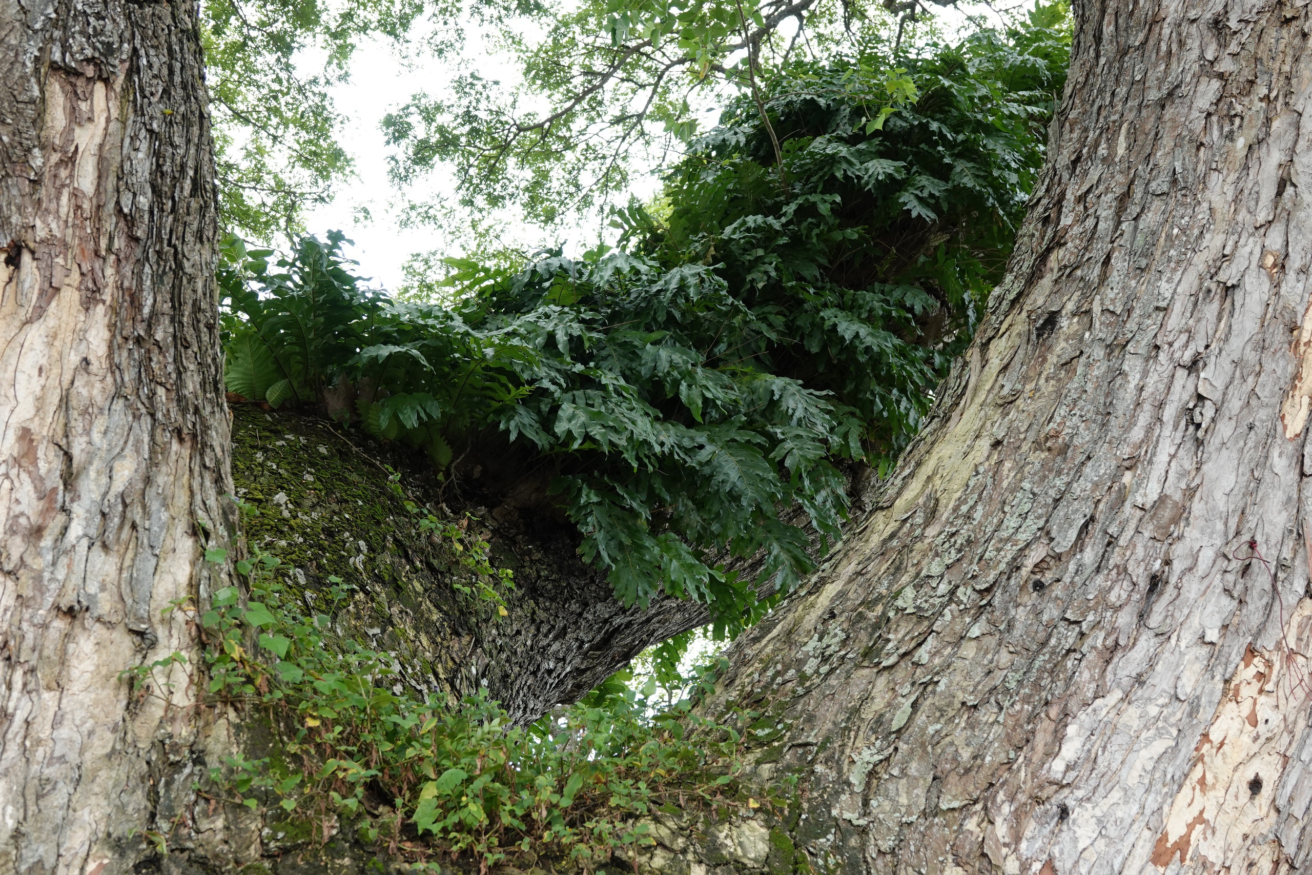 Những 'báu vật xanh' hàng trăm năm tuổi ở Cần Thơ- Ảnh 7. Những 'báu vật xanh' hàng trăm năm tuổi ở Cần Thơ- Ảnh 7.