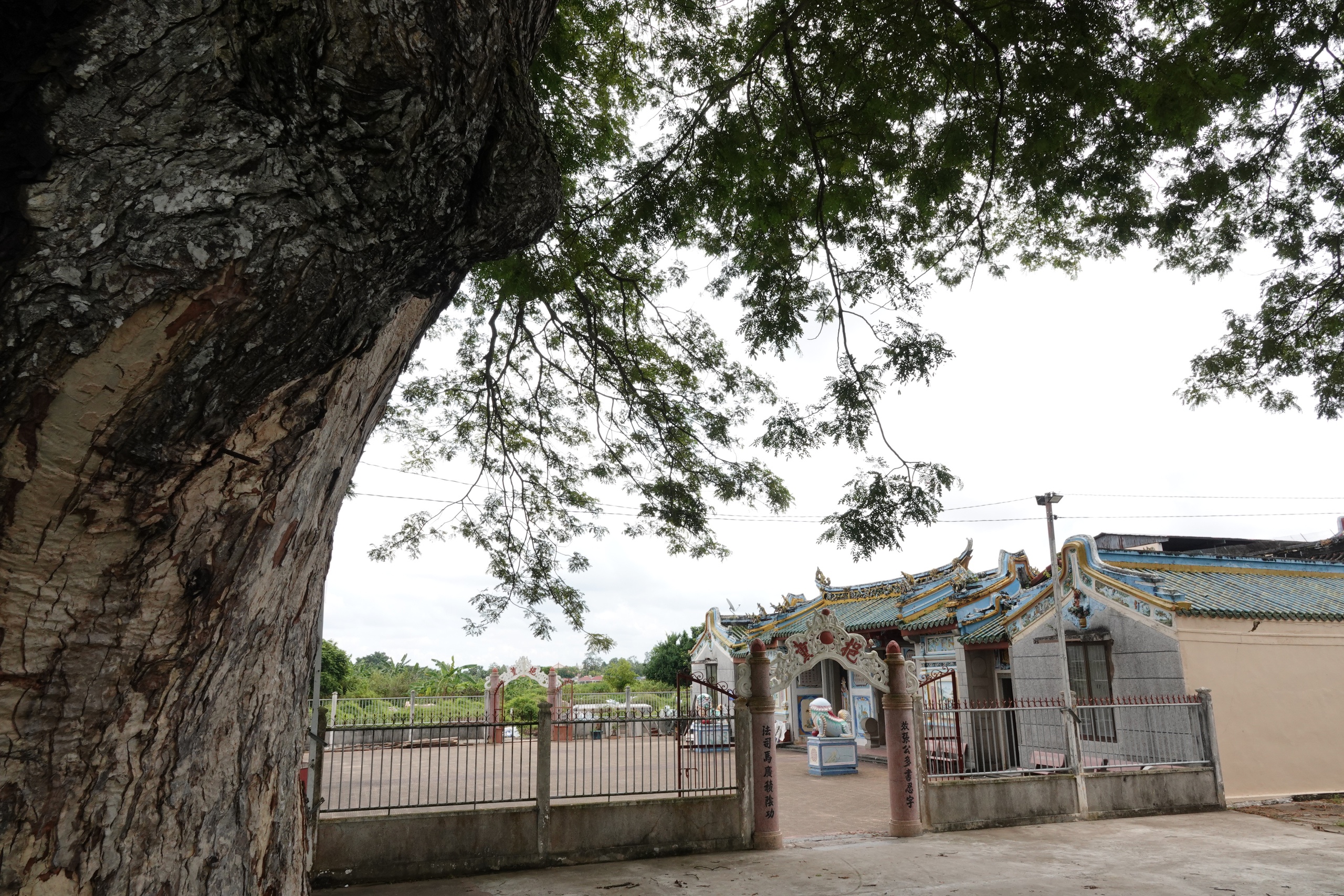 Những 'báu vật xanh' hàng trăm năm tuổi ở Cần Thơ- Ảnh 8. Những 'báu vật xanh' hàng trăm năm tuổi ở Cần Thơ- Ảnh 8.