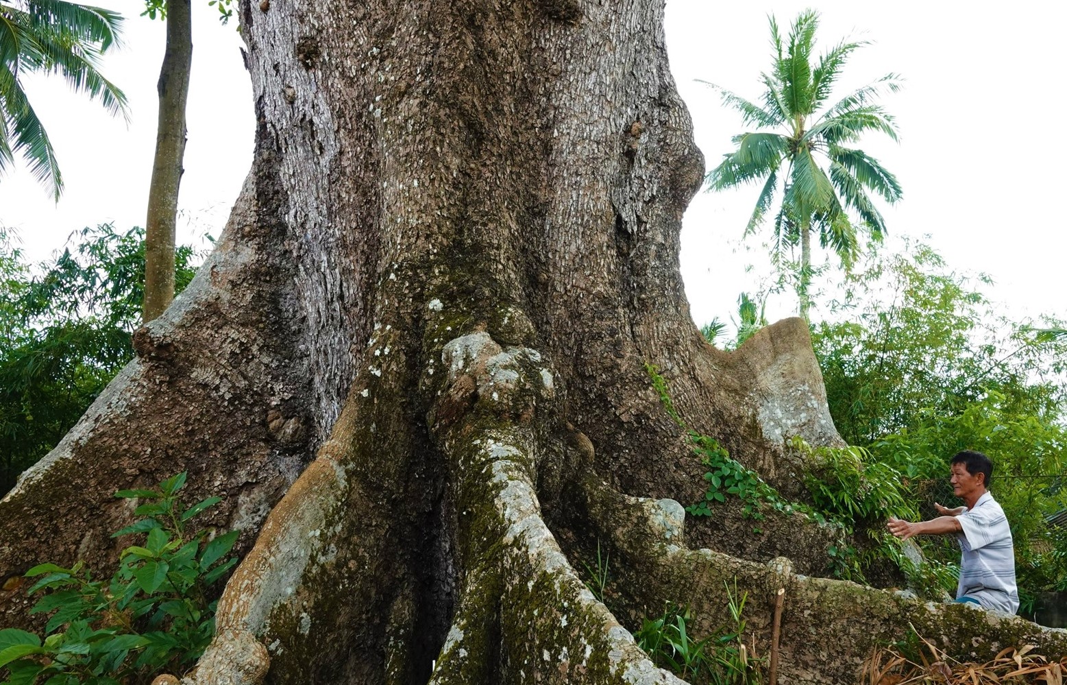 Những 'báu vật xanh' hàng trăm năm tuổi ở Cần Thơ- Ảnh 2. Những 'báu vật xanh' hàng trăm năm tuổi ở Cần Thơ- Ảnh 2.