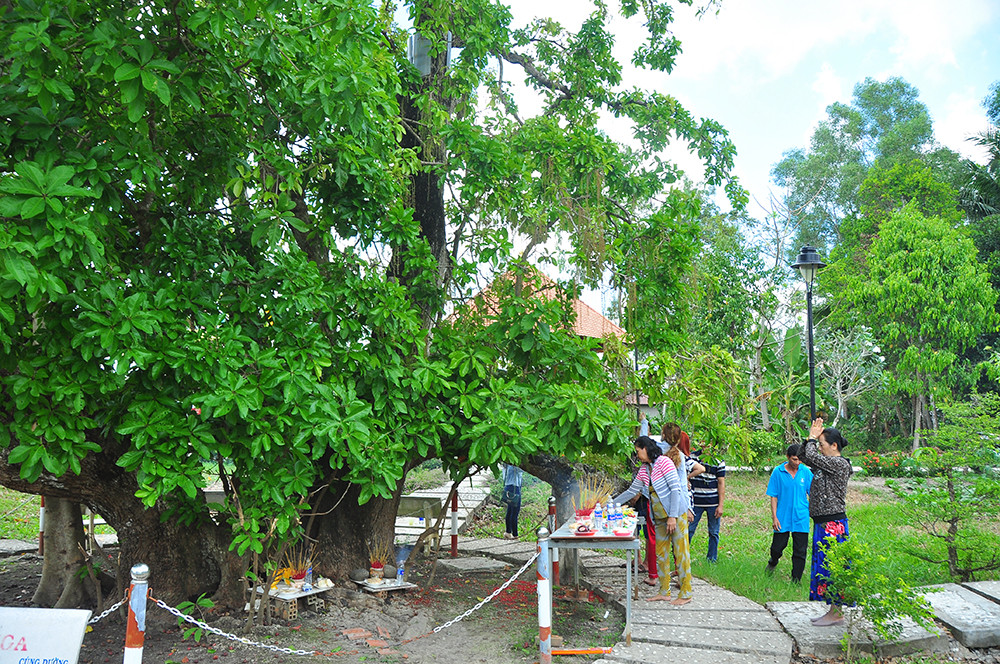 Những 'báu vật xanh' hàng trăm năm tuổi ở Cần Thơ- Ảnh 9. Những 'báu vật xanh' hàng trăm năm tuổi ở Cần Thơ- Ảnh 9.