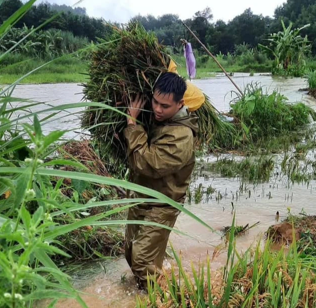 Bão số 10: Công an 'chạy đua' thời gian, dầm mưa giúp người dân cắt lúa- Ảnh 2.