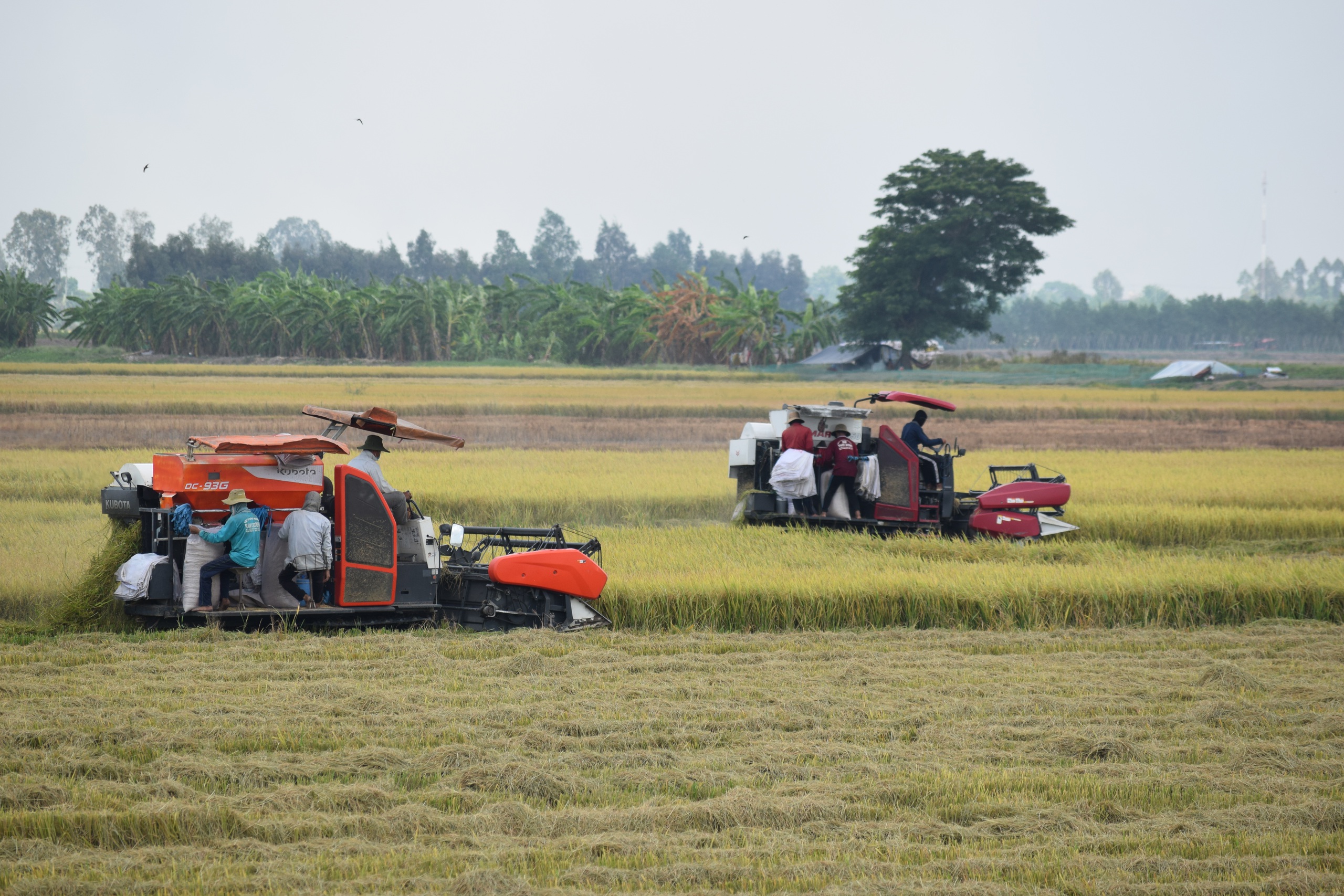Đồng Tháp đột phá trong nông nghiệp, hướng đến phát triển nhanh và bền vững - Ảnh 3.