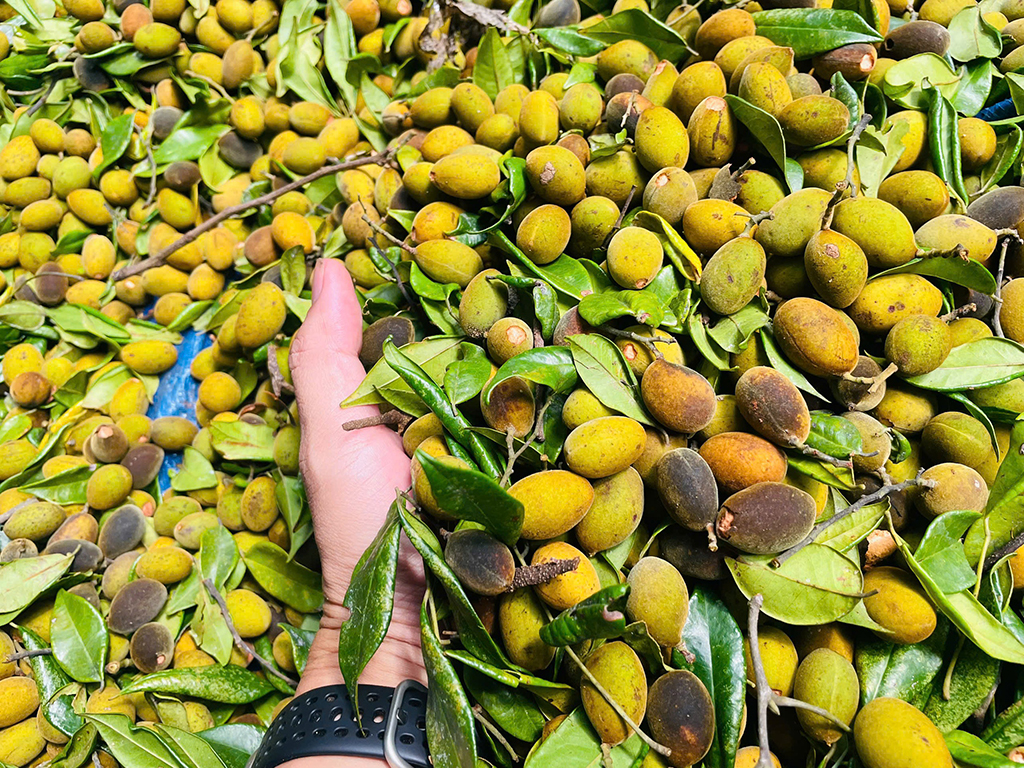 Thung sâu mùa xoay chín - Ảnh 2.
