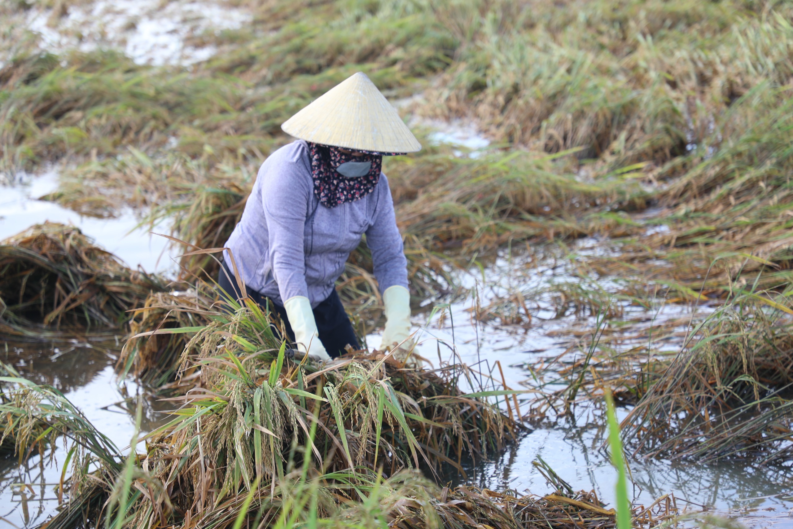 Nước mắt nông dân rơi sau bão- Ảnh 2.