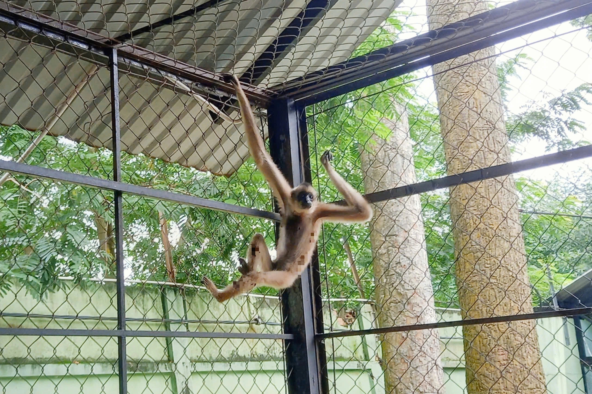 Phát hiện vượn quý trong vườn, người dân báo kiểm lâm - Ảnh 1.