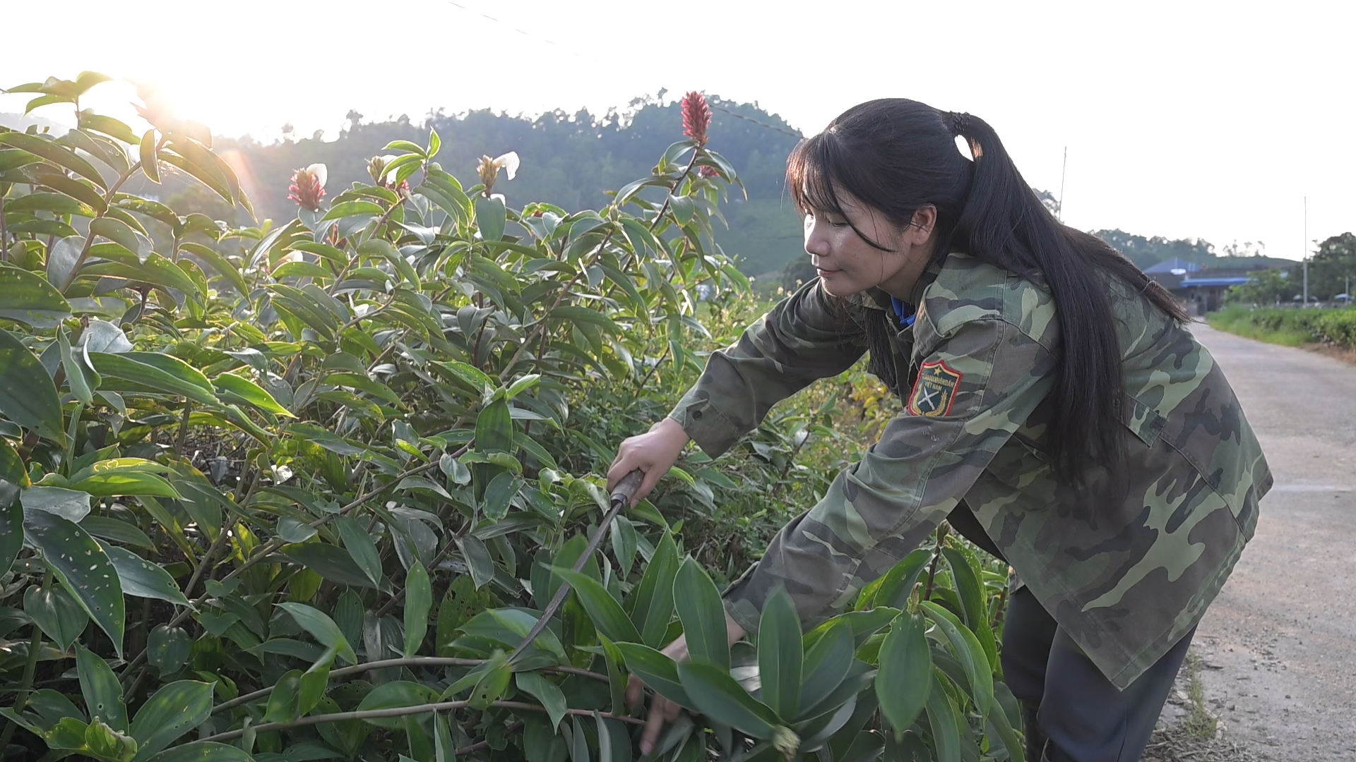 C&ugrave;ng sống xanh số 123: Đang b&aacute;n hơn 1 tấn ch&egrave;/ng&agrave;y  - Ảnh 2.