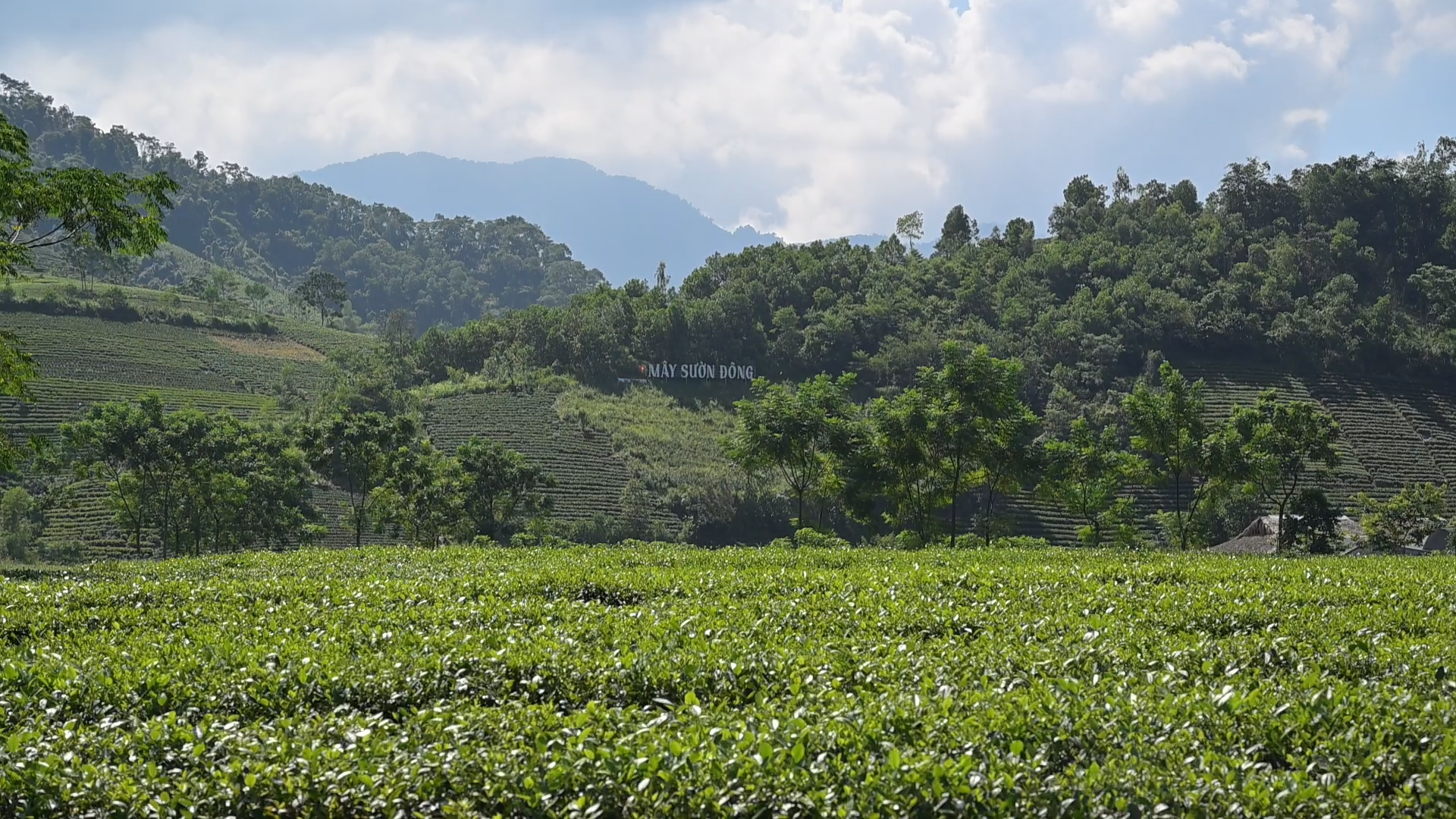 C&ugrave;ng sống xanh số 123: Đang b&aacute;n hơn 1 tấn ch&egrave;/ng&agrave;y  - Ảnh 1.