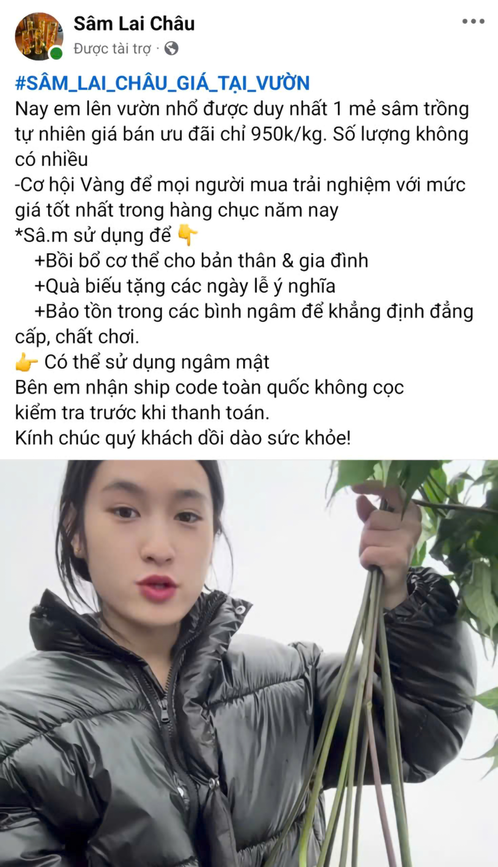 Nghiên cứu sâm Việt: Khám phá Điểm yếu chí tử cản trở phát triển bền vững - Ảnh 6.