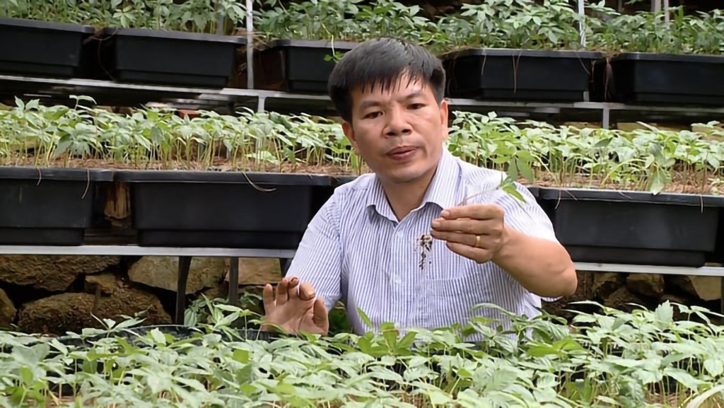 Nghiên cứu sâm Việt: Khám phá Điểm yếu chí tử cản trở phát triển bền vững - Ảnh 3.