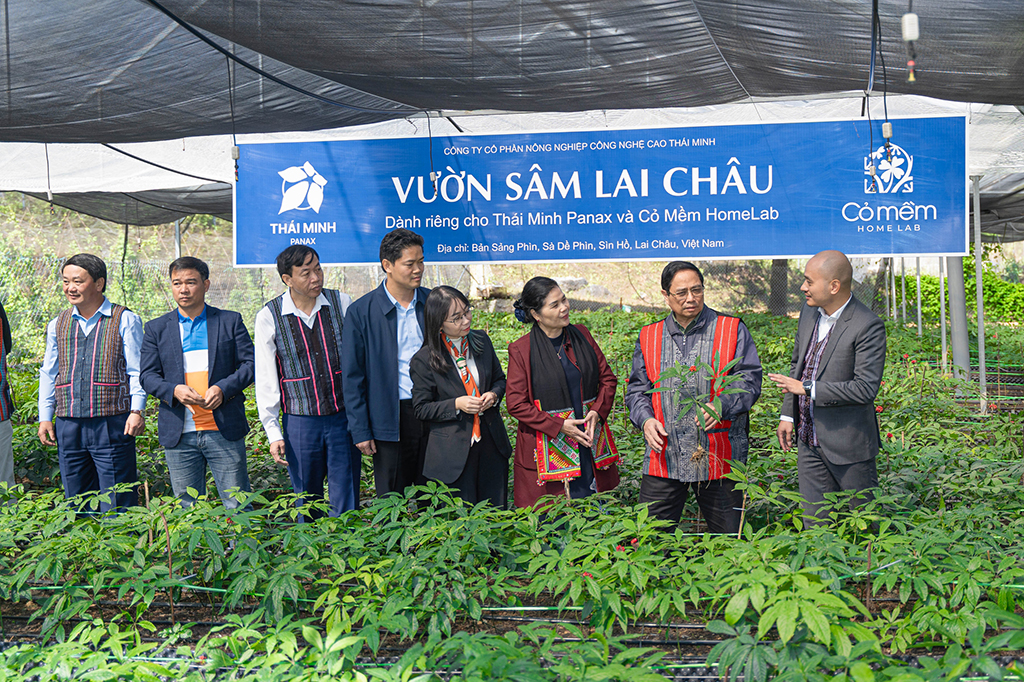 Nghiên cứu sâm Việt: Khám phá Điểm yếu chí tử cản trở phát triển bền vững - Ảnh 1.