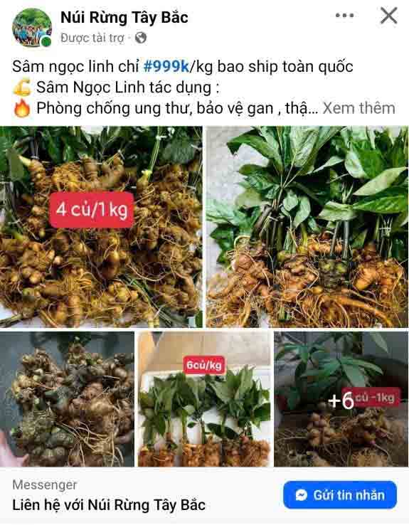 “Cởi trói” cho sâm Việt: Mua bán sâm có thể bị khép tội - Ảnh 6.