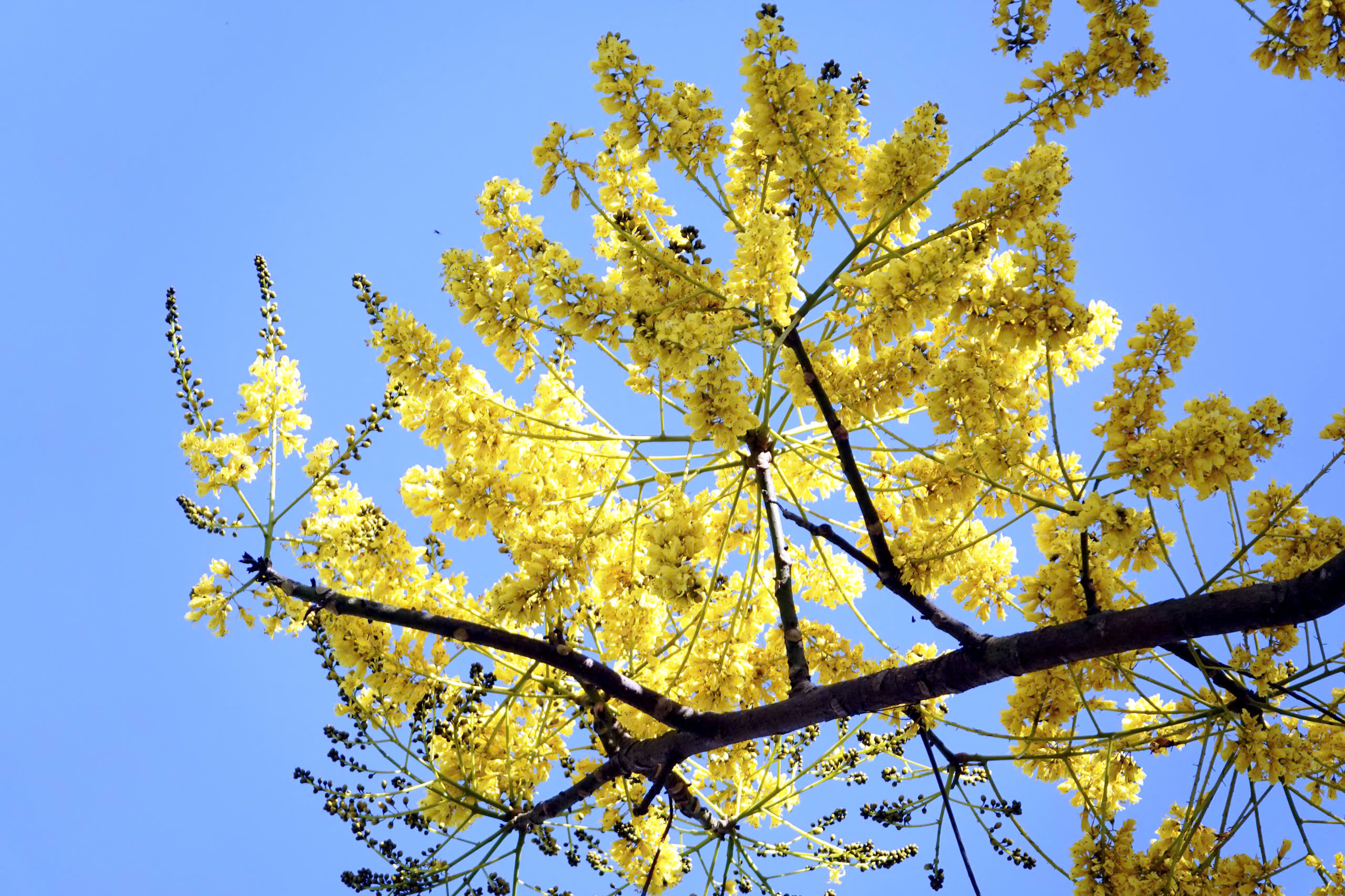 Rực rỡ sắc phượng vàng những ngày đầu năm - Ảnh 10.