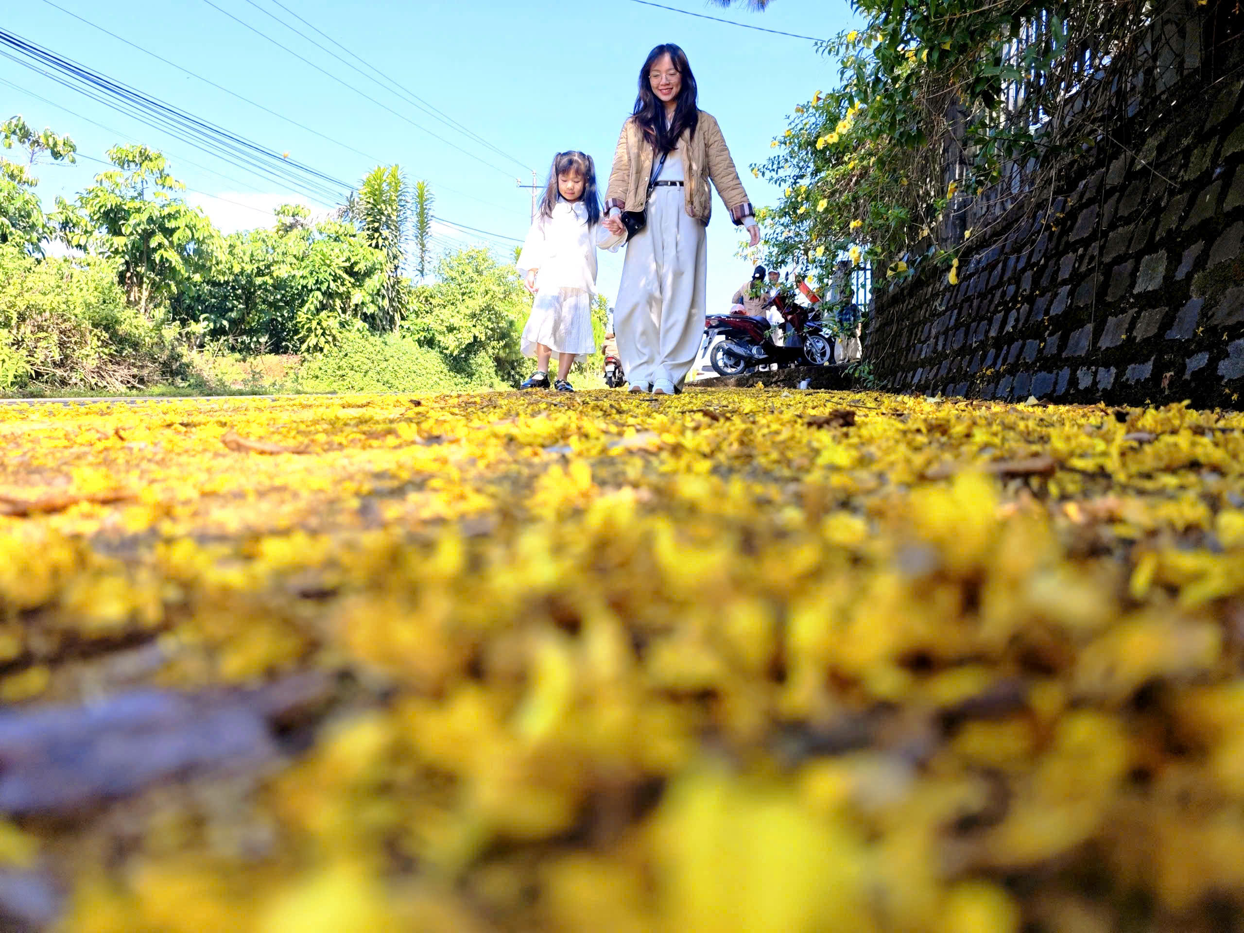 Rực rỡ sắc phượng vàng những ngày đầu năm - Ảnh 7.