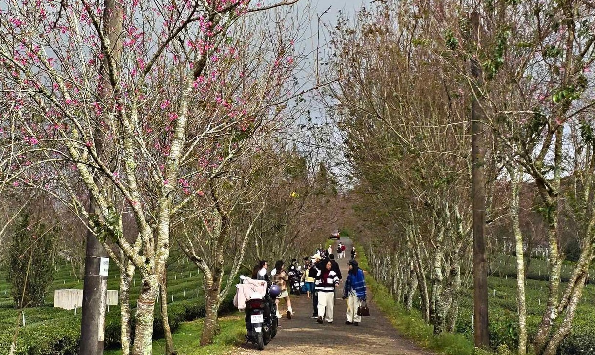 Sắc hồng mai anh đào Đà Lạt rực rỡ Ngày đầu năm mới 2026 - Ảnh 8.