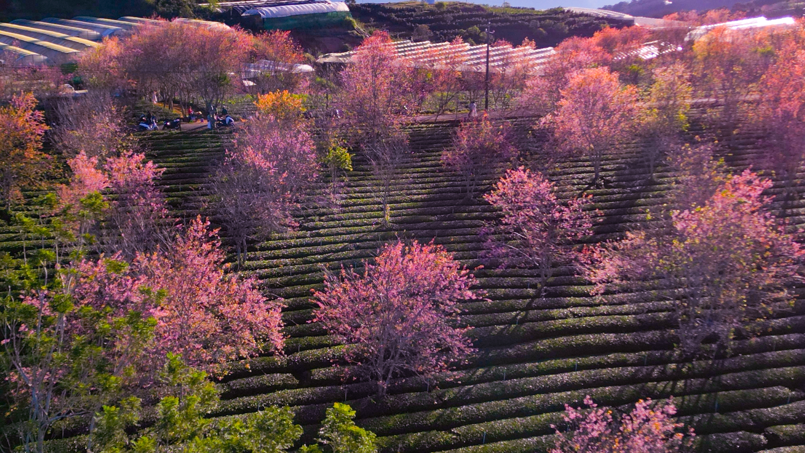 Sắc hồng mai anh đào Đà Lạt rực rỡ Ngày đầu năm mới 2026 - Ảnh 16.