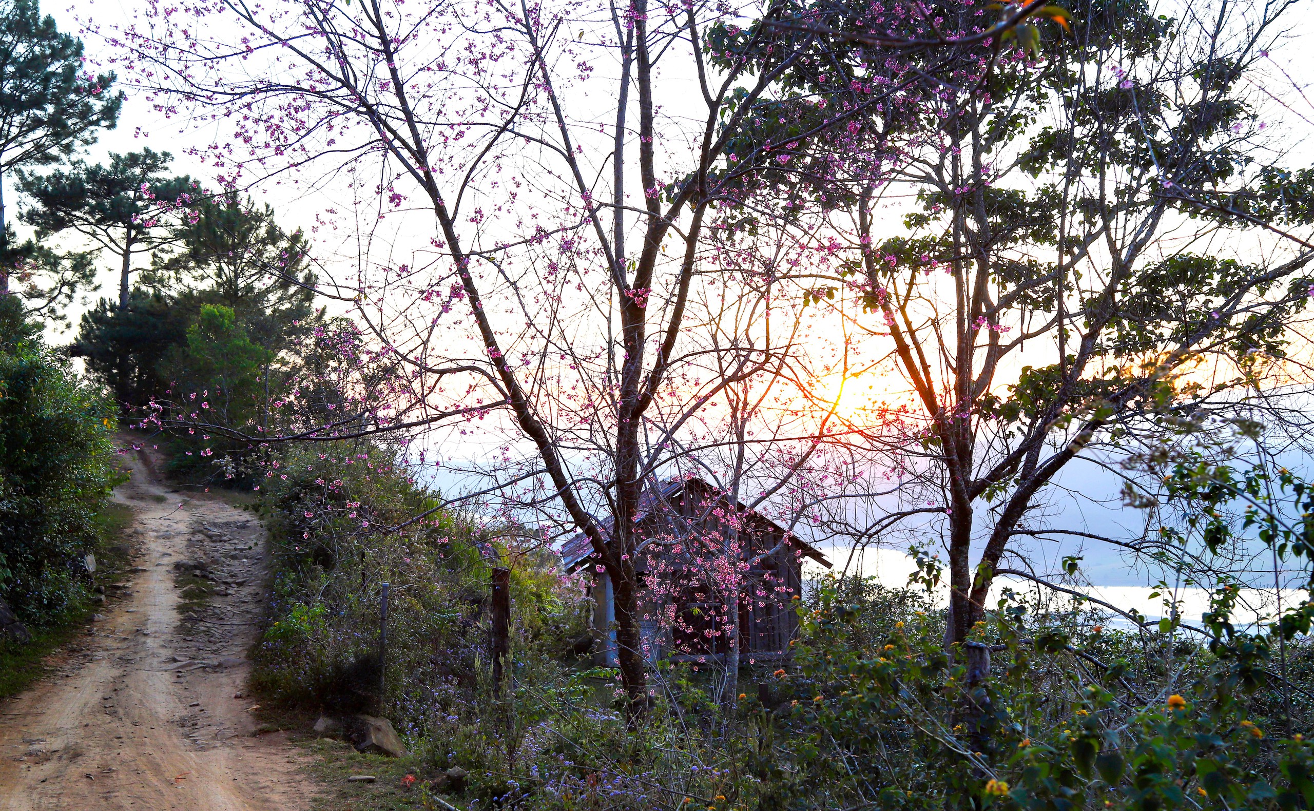 Sắc hồng mai anh đào Đà Lạt rực rỡ Ngày đầu năm mới 2026 - Ảnh 12.