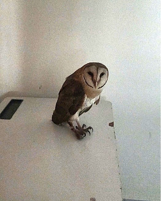 Chim c&uacute; lợn lưng x&aacute;m mắc lưới được giải cứu: 'Ch&uacute;c b&eacute; sớm l&agrave;nh vết thương' - Ảnh 1.