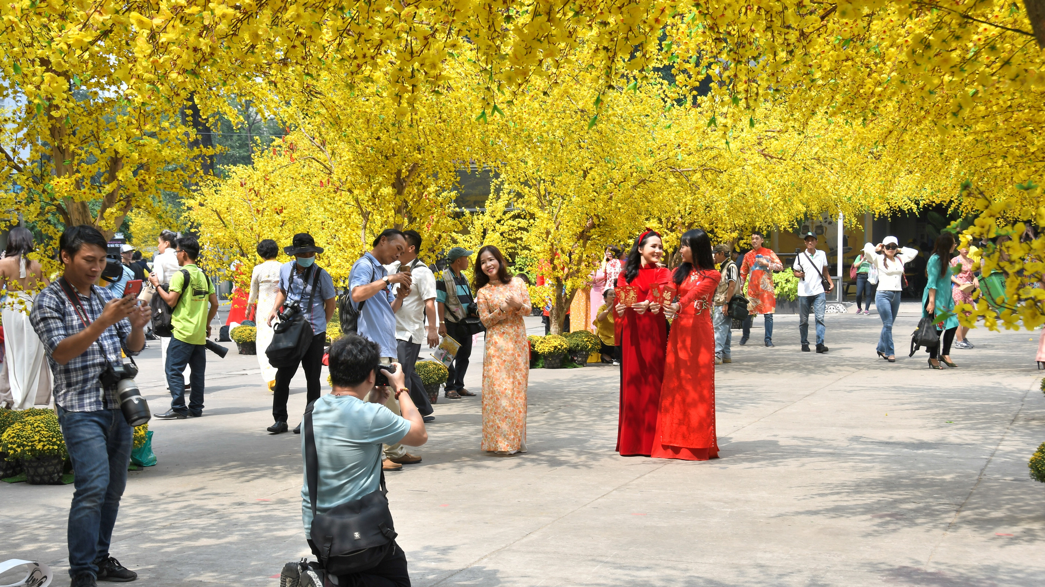 Đường mai tết ở nhà văn hóa thanh niên năm nay khi nào mở cửa - Ảnh 2.