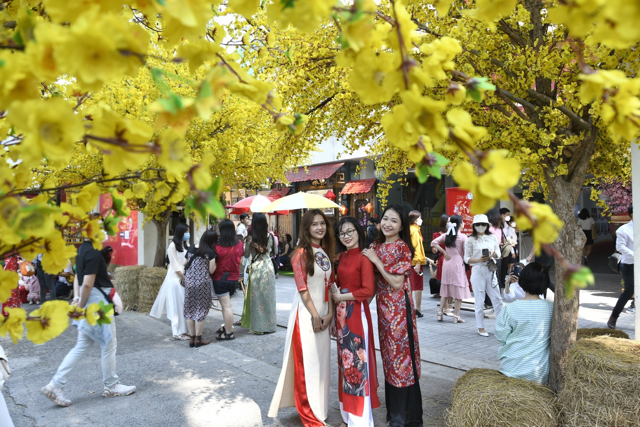 Đường mai tết ở nhà văn hóa thanh niên năm nay khi nào mở cửa - Ảnh 3.