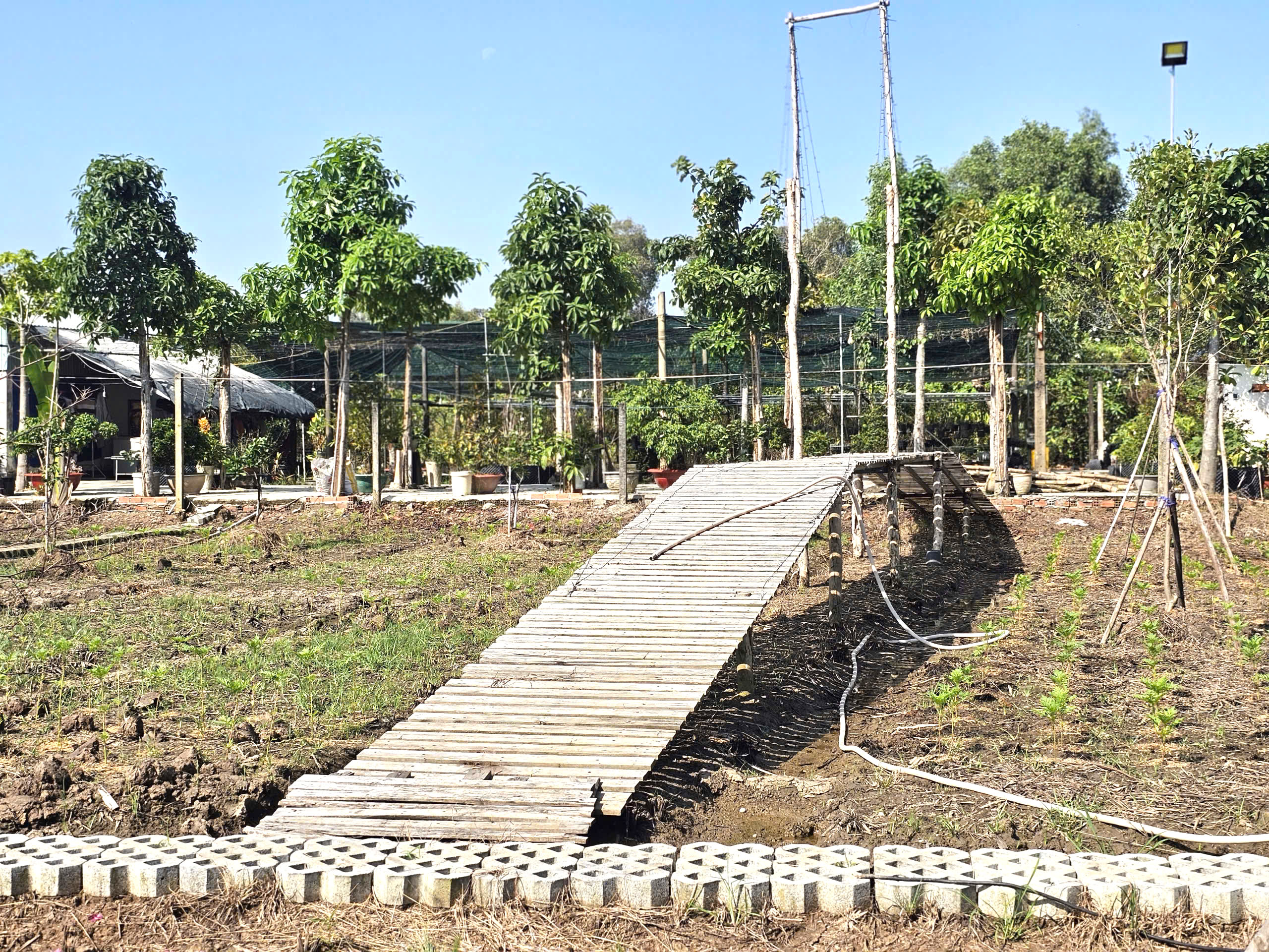 Vườn hoa xu&acirc;n ở TP.HCM chuẩn bị bung nở, hứa hẹn điểm check-in hot Tết 2026- Ảnh 6.