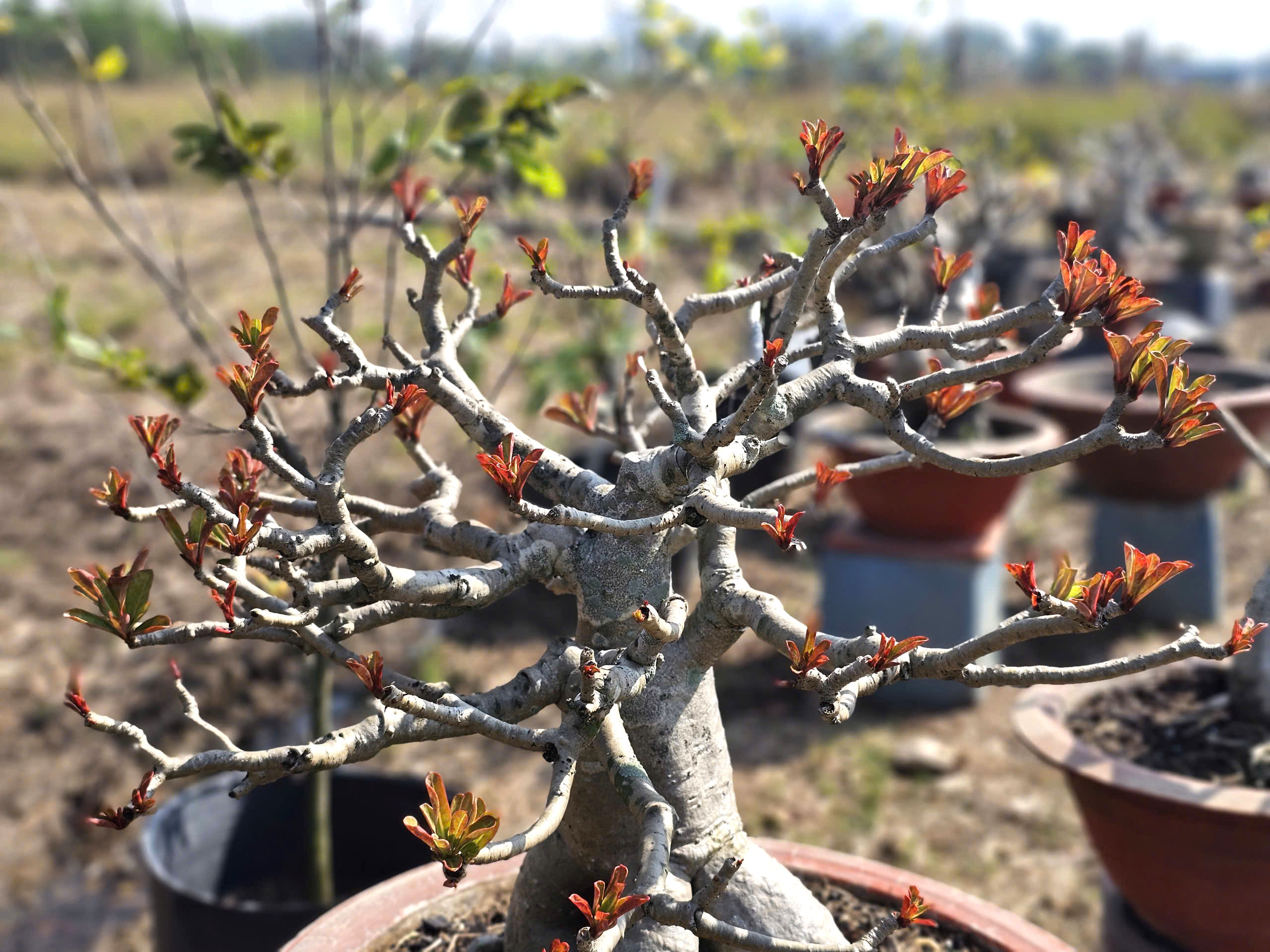 Vườn hoa xu&acirc;n ở TP.HCM chuẩn bị bung nở, hứa hẹn điểm check-in hot Tết 2026- Ảnh 5.