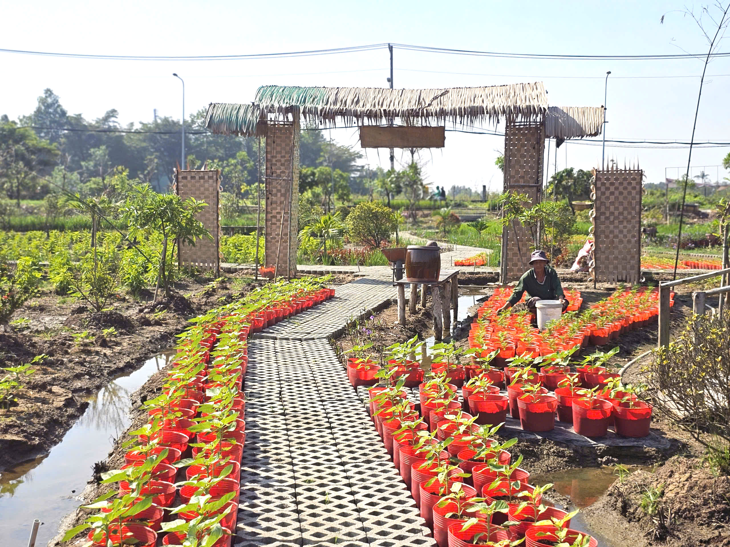 Vườn hoa xu&acirc;n ở TP.HCM chuẩn bị bung nở, hứa hẹn điểm check-in hot Tết 2026- Ảnh 1.