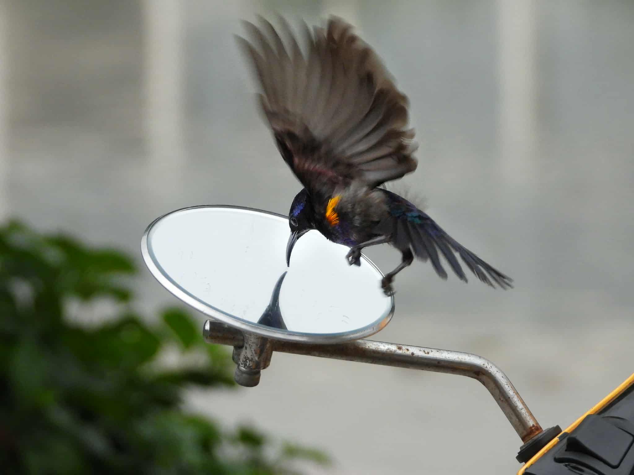 Khoảnh khắc độc lạ ở TP.HCM: Chim hút mật thấy mình trong gương, 'đánh nhau' quyết liệt - Ảnh 1.