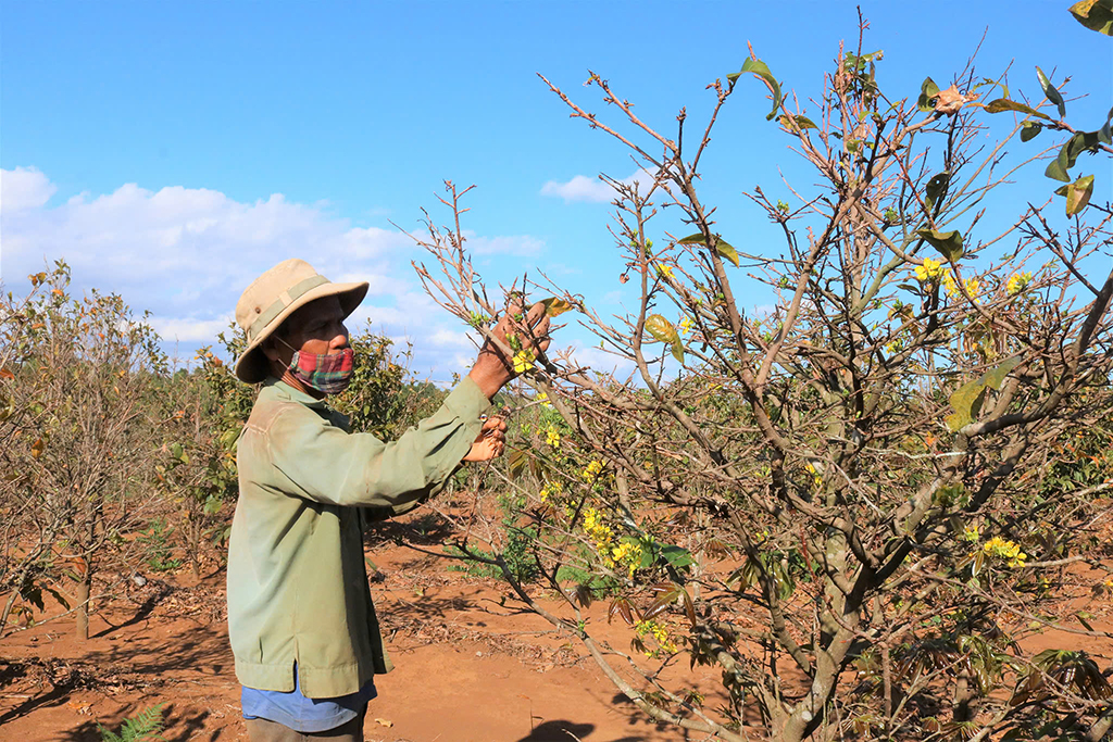 Làng mai tết: Kẻ khóc người cười - Ảnh 2.