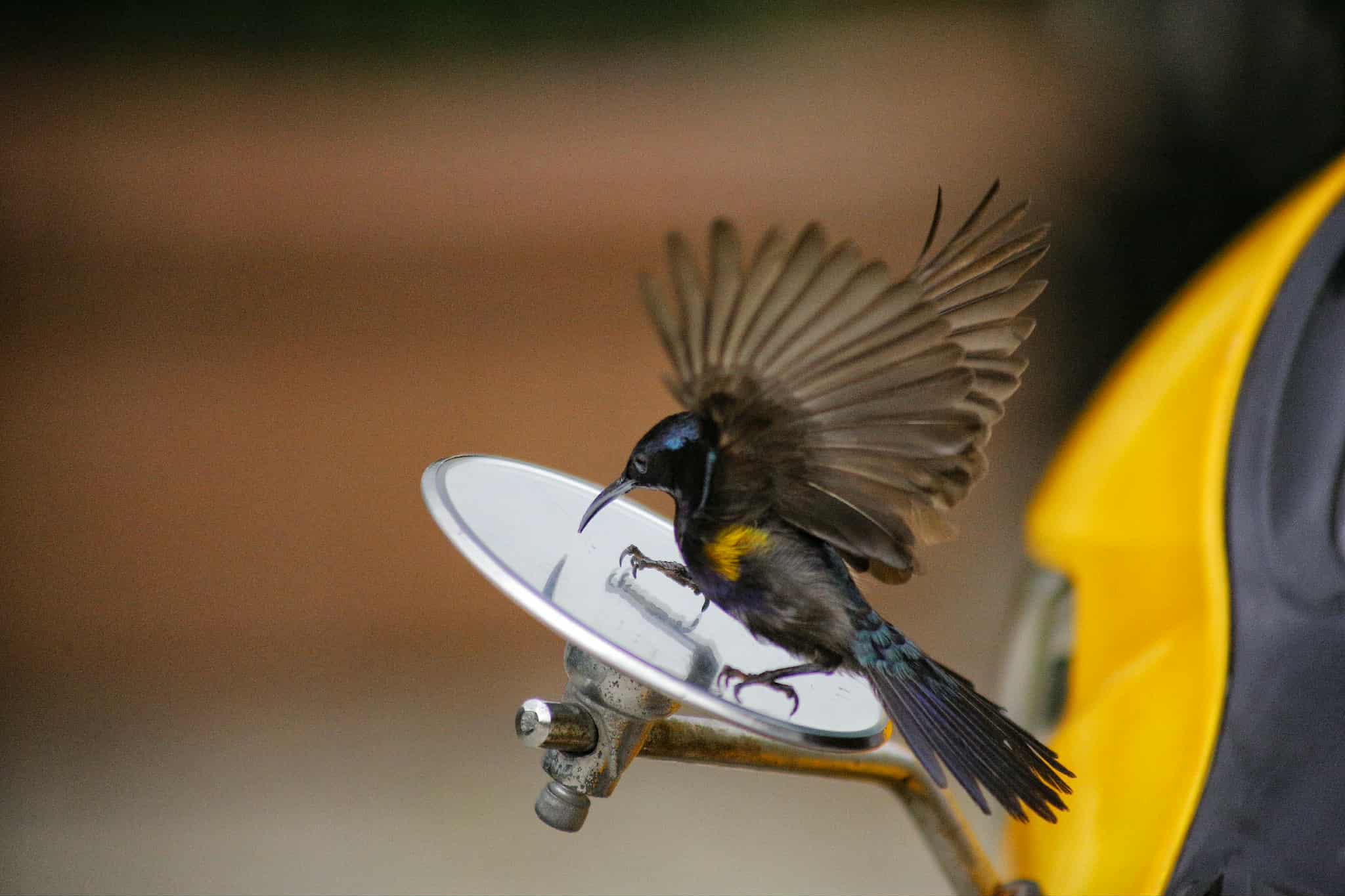 Khoảnh khắc độc lạ ở TP.HCM: Chim hút mật thấy mình trong gương, 'đánh nhau' quyết liệt - Ảnh 8.