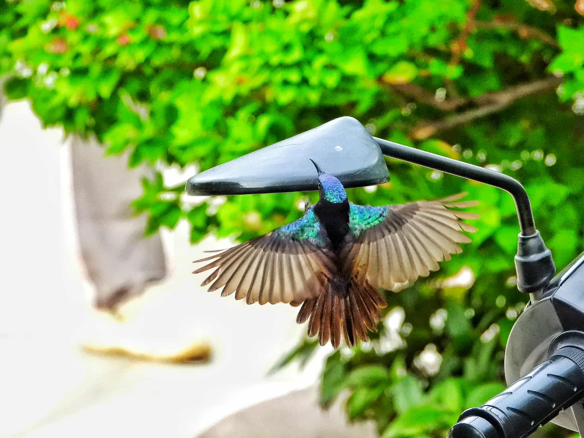 Khoảnh khắc độc lạ ở TP.HCM: Chim hút mật thấy mình trong gương, 'đánh nhau' quyết liệt - Ảnh 2.