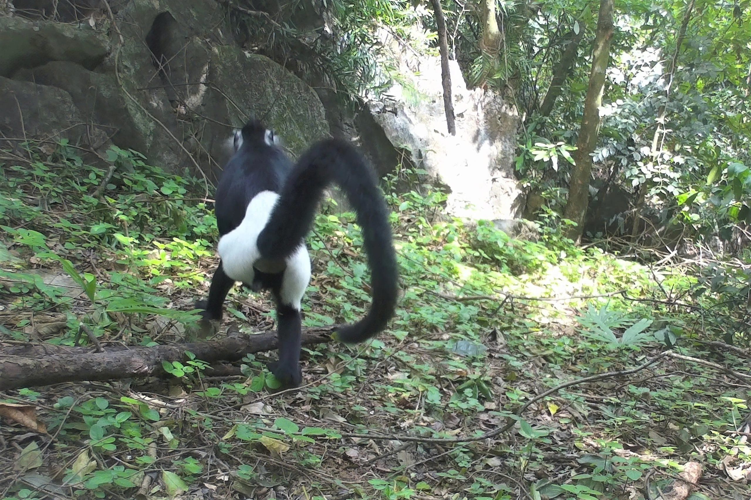 Bẫy ảnh phát hiện thêm voọc mông trắng cực kỳ nguy cấp: Làm gì để bảo vệ? - Ảnh 1.