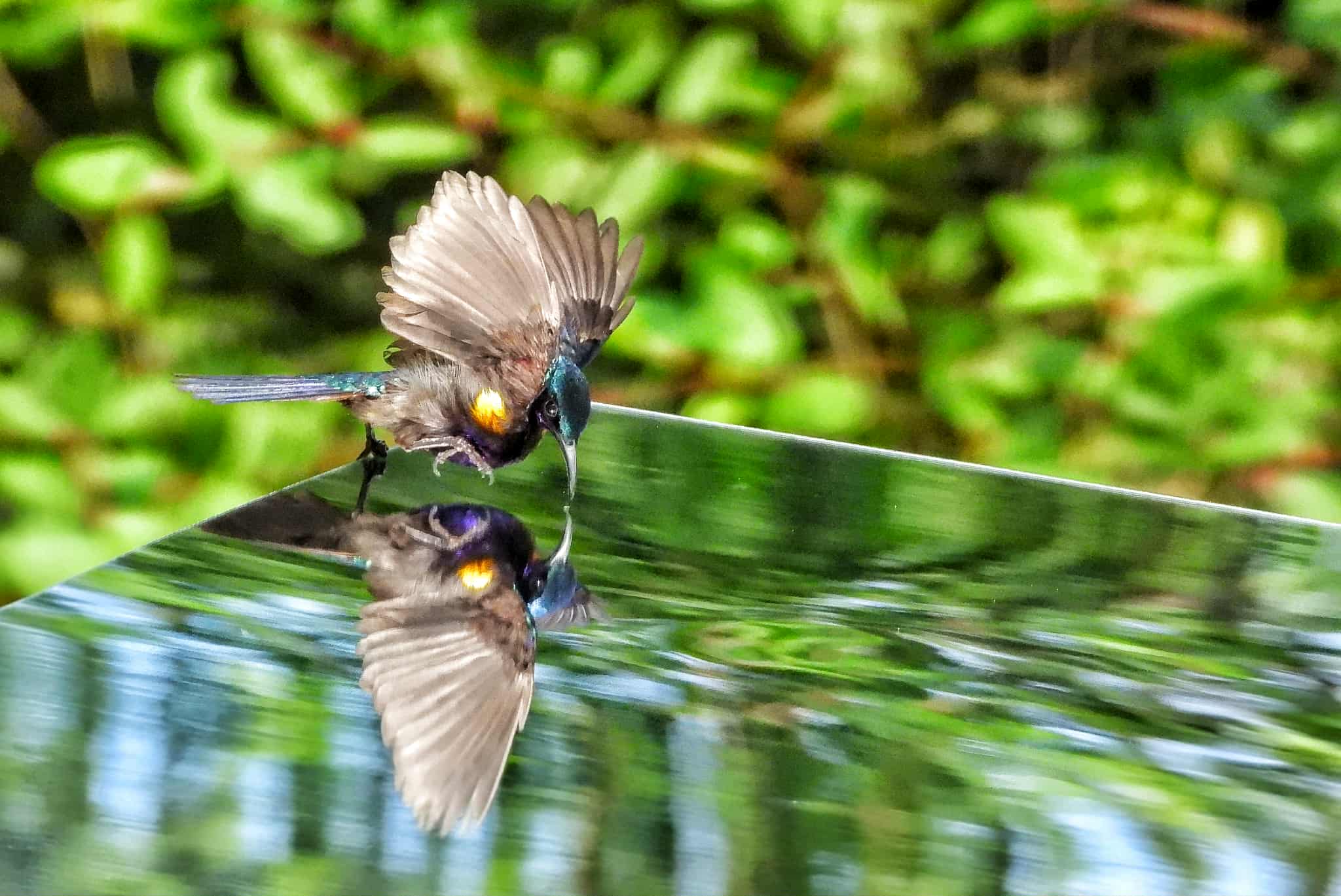 Khoảnh khắc độc lạ ở TP.HCM: Chim hút mật thấy mình trong gương, 'đánh nhau' quyết liệt - Ảnh 4.