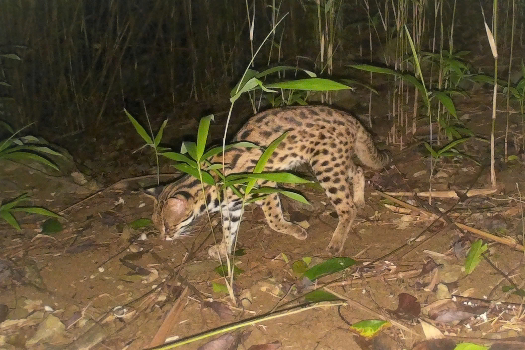 Bẫy ảnh phát hiện thêm voọc mông trắng cực kỳ nguy cấp: Làm gì để bảo vệ? - Ảnh 5.