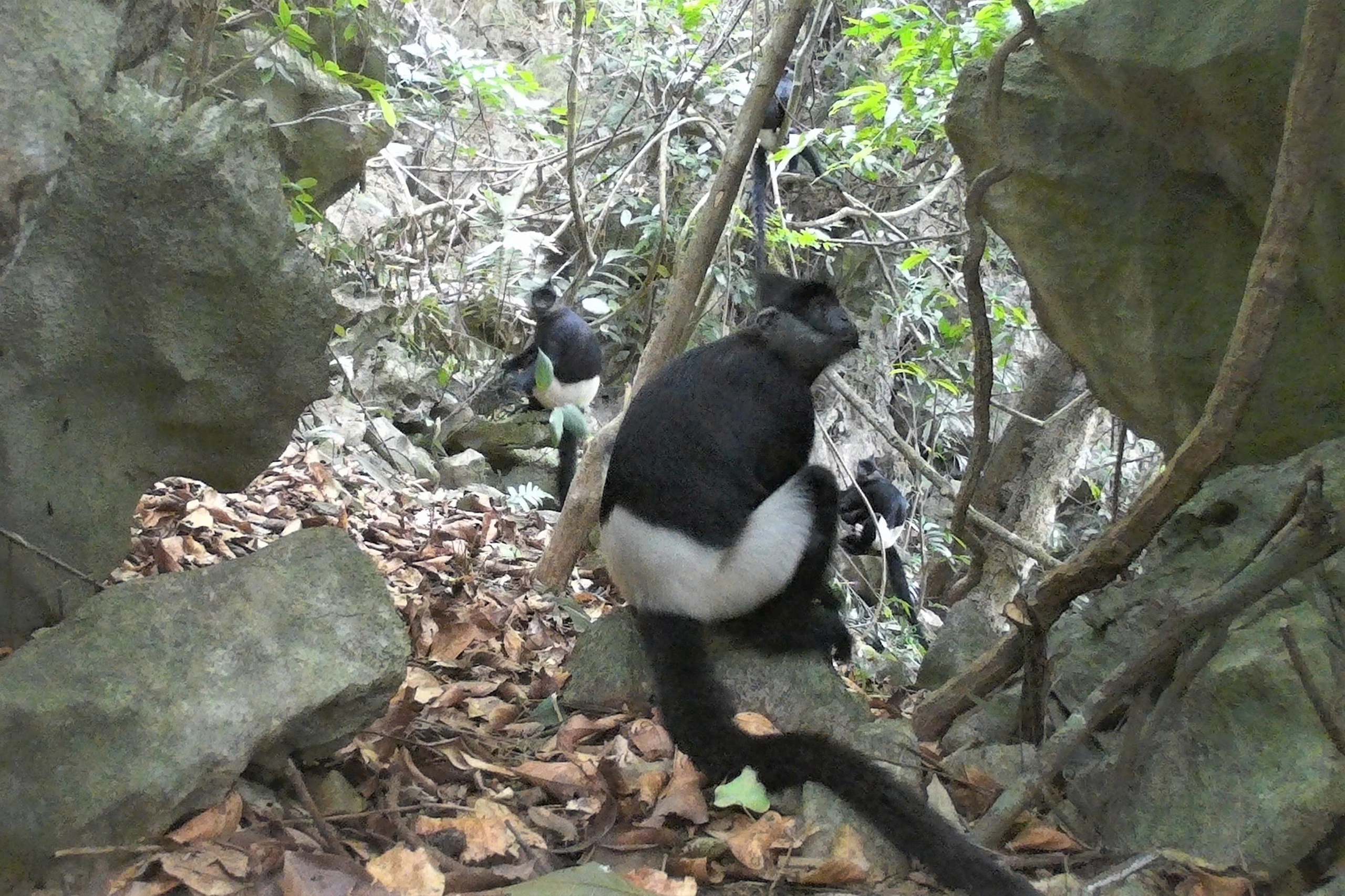 Bẫy ảnh phát hiện thêm voọc mông trắng cực kỳ nguy cấp: Làm gì để bảo vệ? - Ảnh 3.
