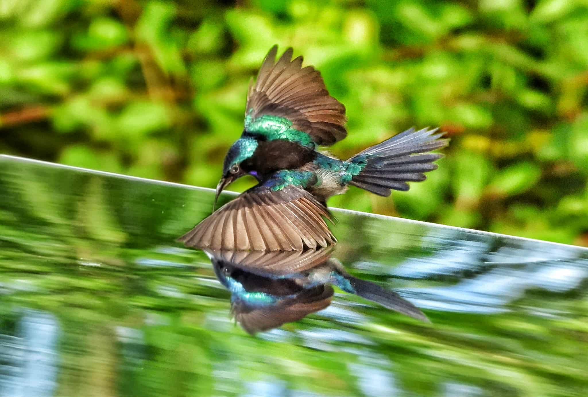 Khoảnh khắc độc lạ ở TP.HCM: Chim hút mật thấy mình trong gương, 'đánh nhau' quyết liệt - Ảnh 3.