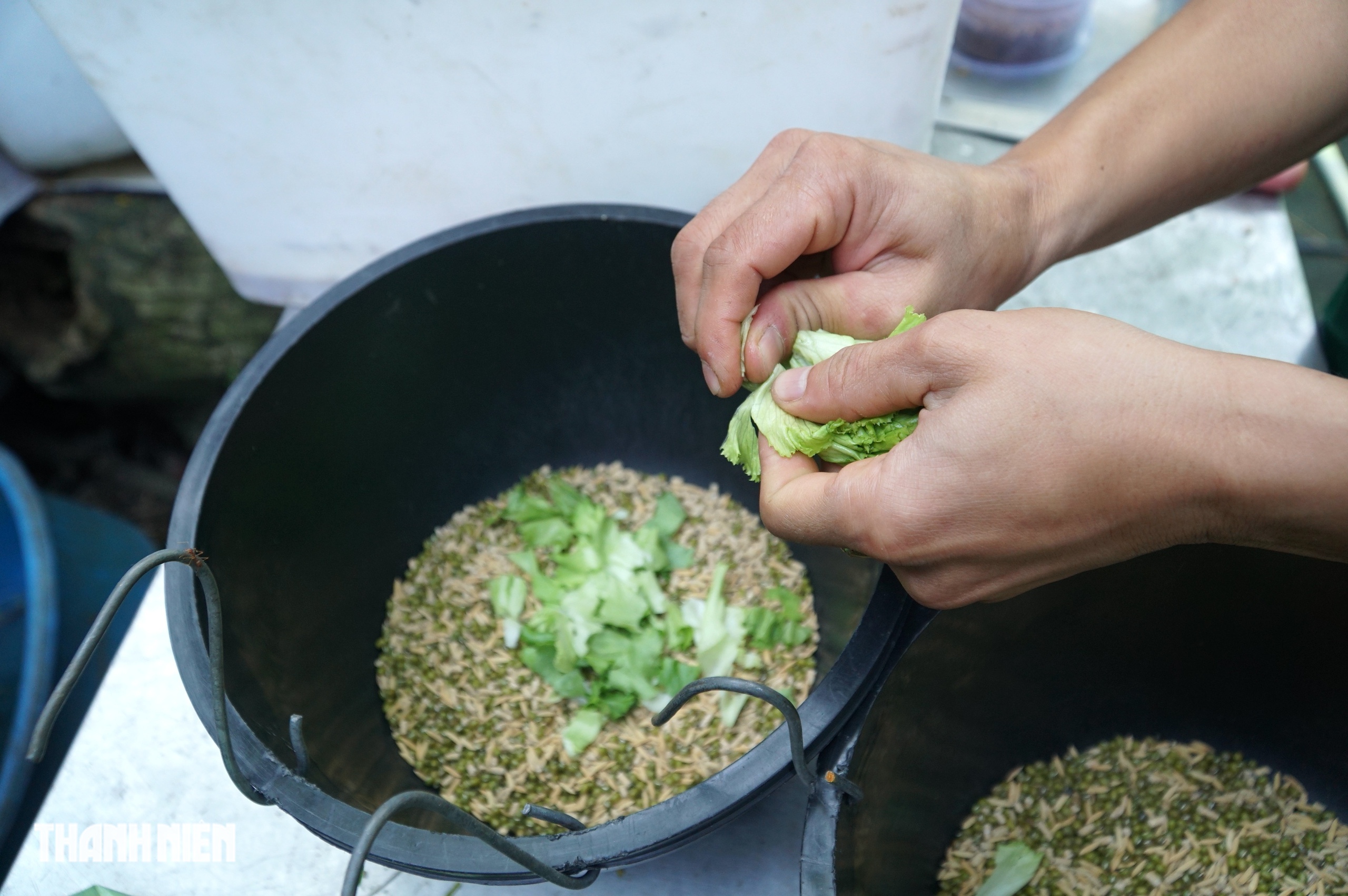 Sếu vương miện lần đầu sinh ở Thảo Cầm Viên: Con non lớn nhanh sau 4 tháng - Ảnh 6.