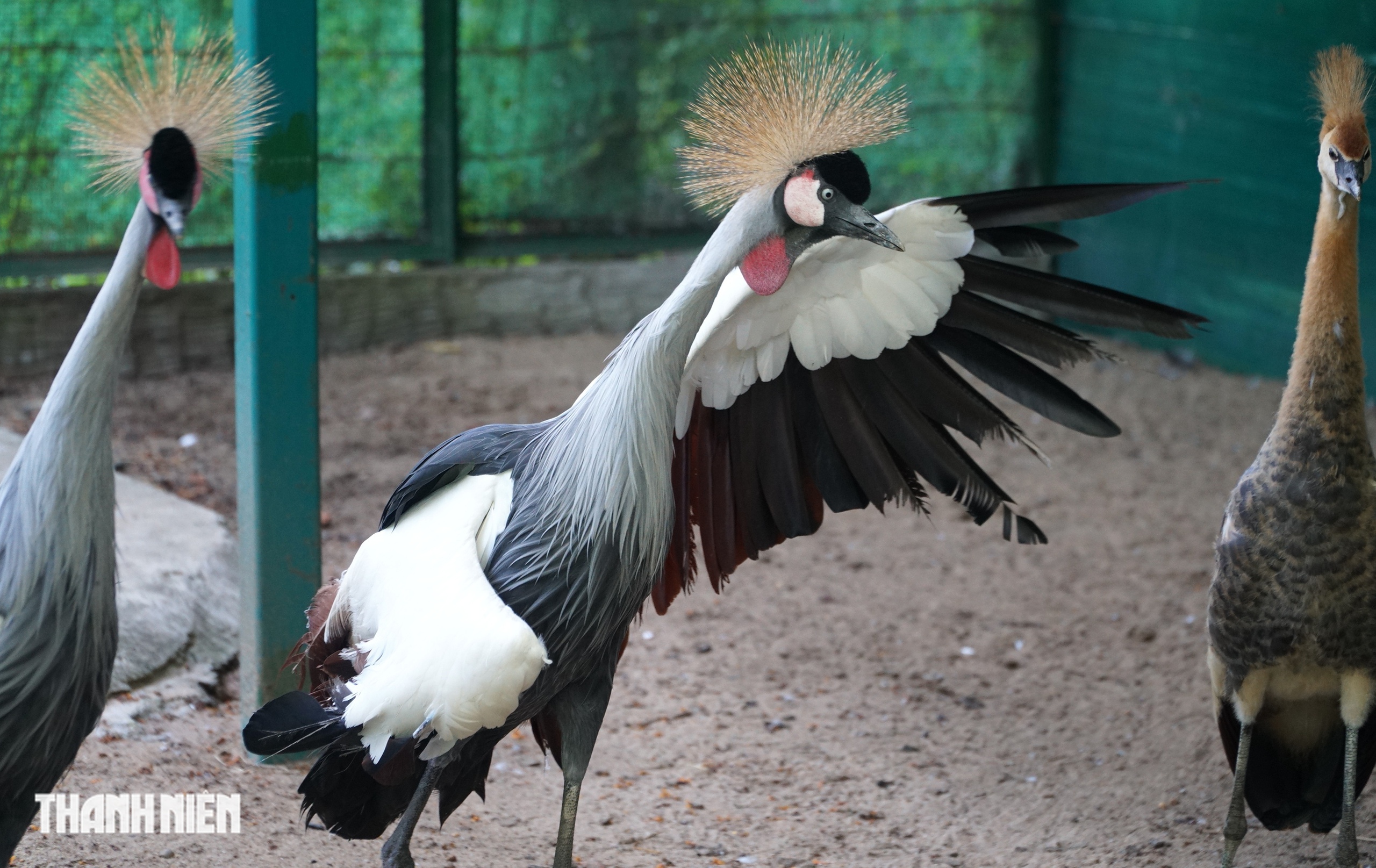 Sếu vương miện lần đầu sinh ở Thảo Cầm Viên: Con non lớn nhanh sau 4 tháng - Ảnh 5.