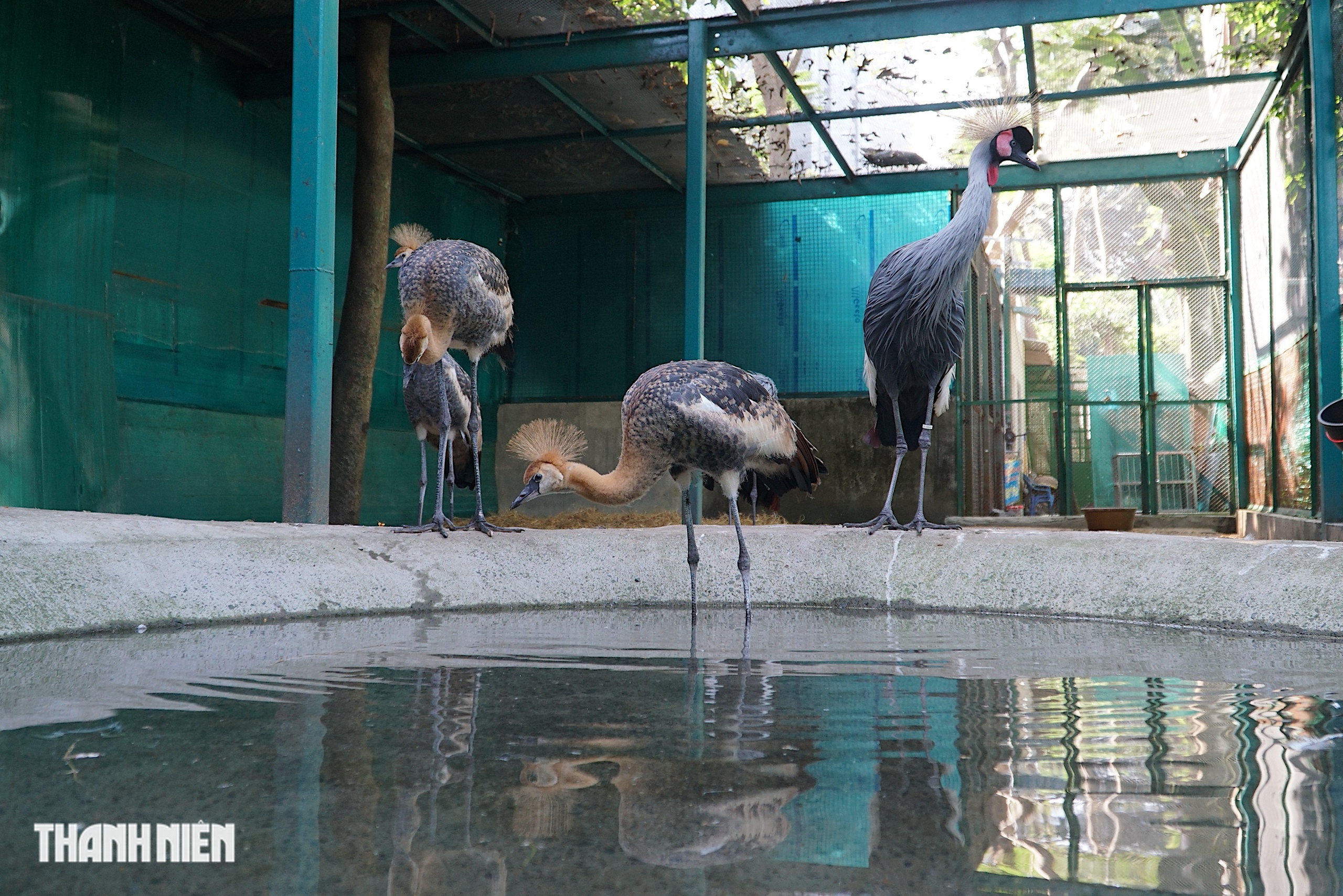 Sếu vương miện lần đầu sinh ở Thảo Cầm Viên: Con non lớn nhanh sau 4 tháng - Ảnh 10.