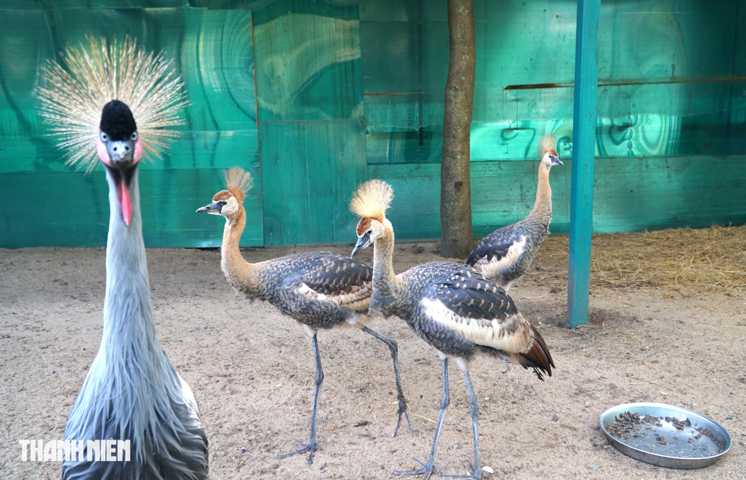 Sếu vương miện lần đầu sinh ở Thảo Cầm Viên: Con non lớn nhanh sau 4 tháng - Ảnh 3.