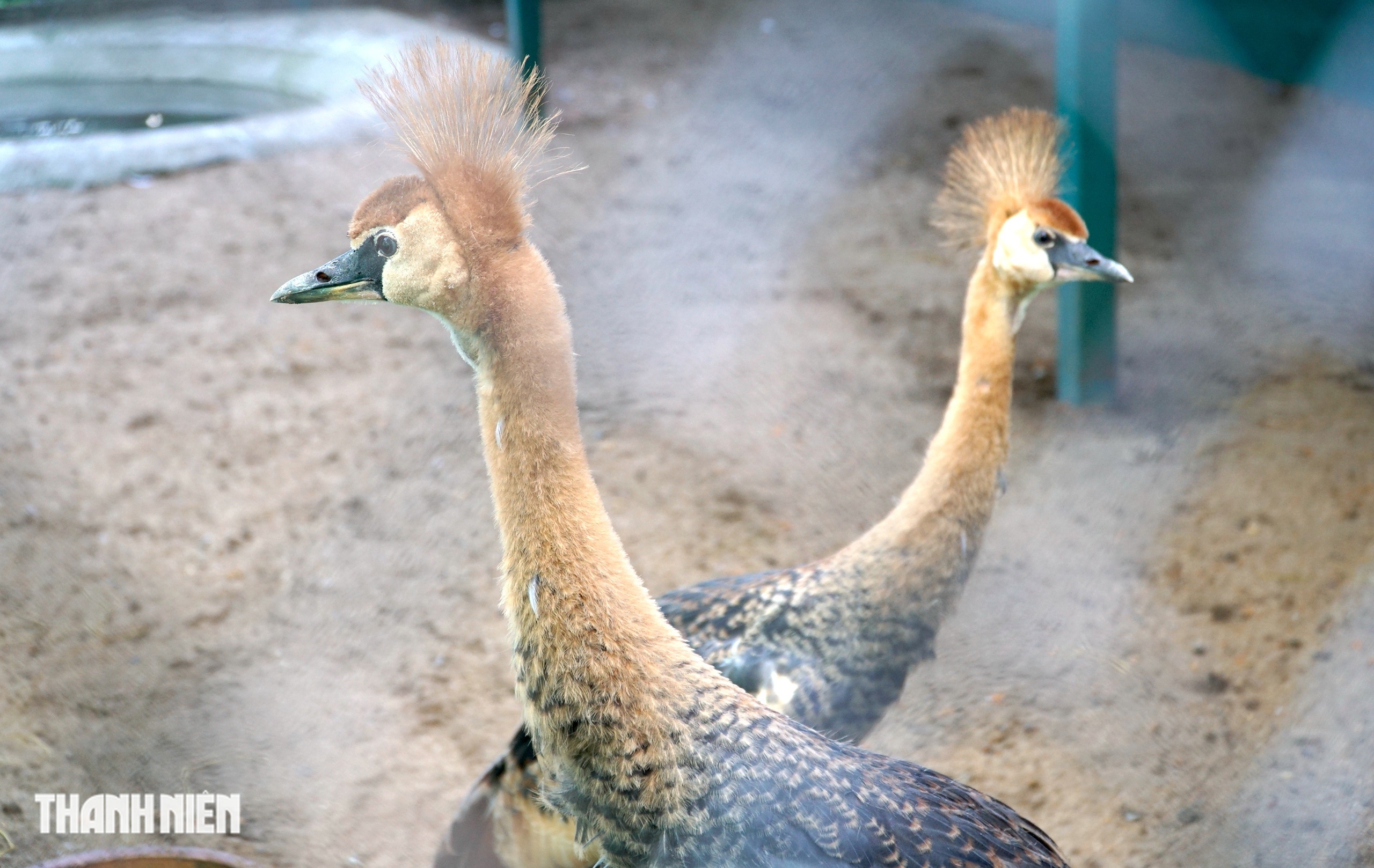 Sếu vương miện lần đầu sinh ở Thảo Cầm Viên: Con non lớn nhanh sau 4 tháng - Ảnh 8.