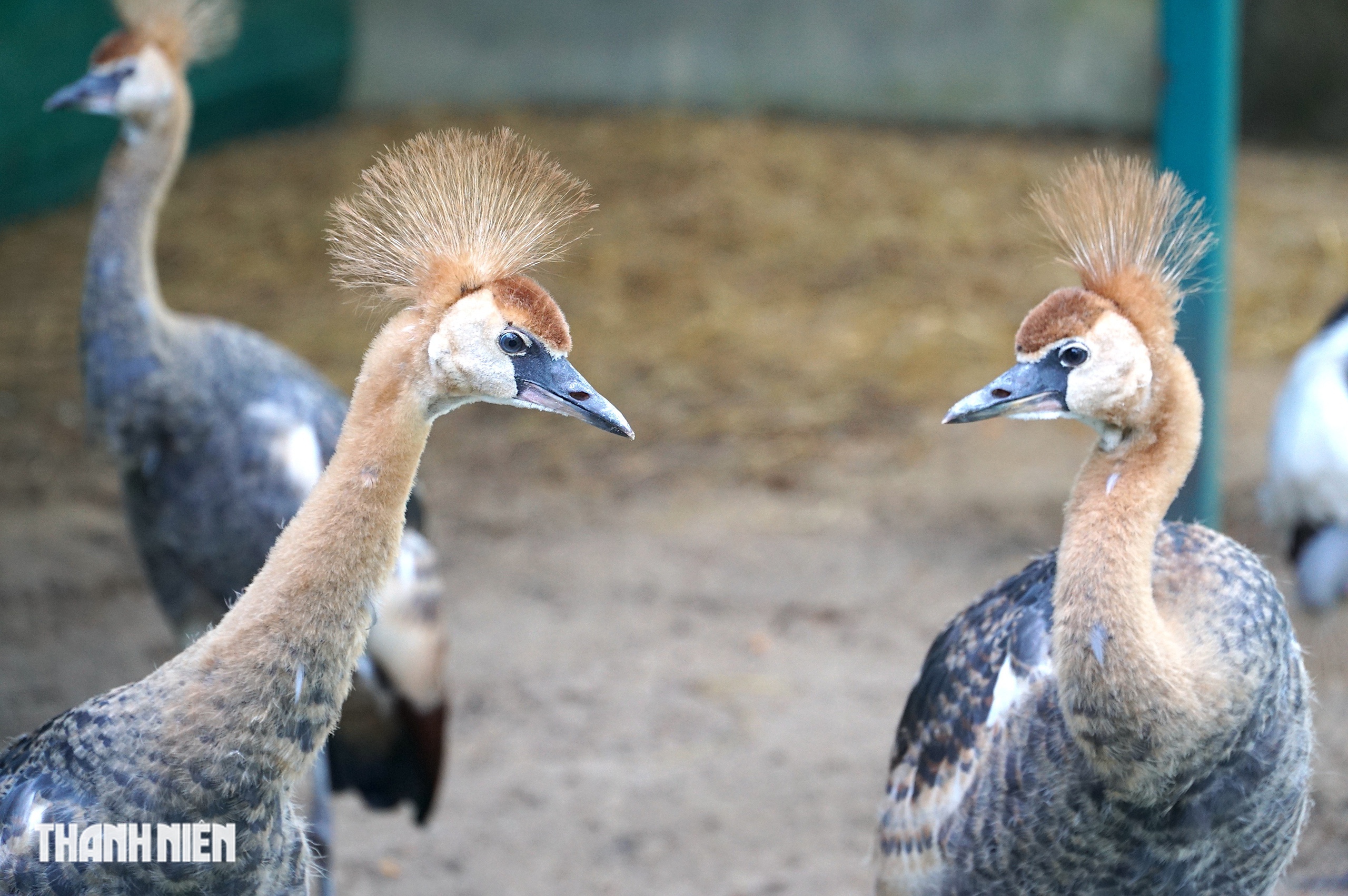 Sếu vương miện lần đầu sinh ở Thảo Cầm Viên: Con non lớn nhanh sau 4 tháng - Ảnh 9.