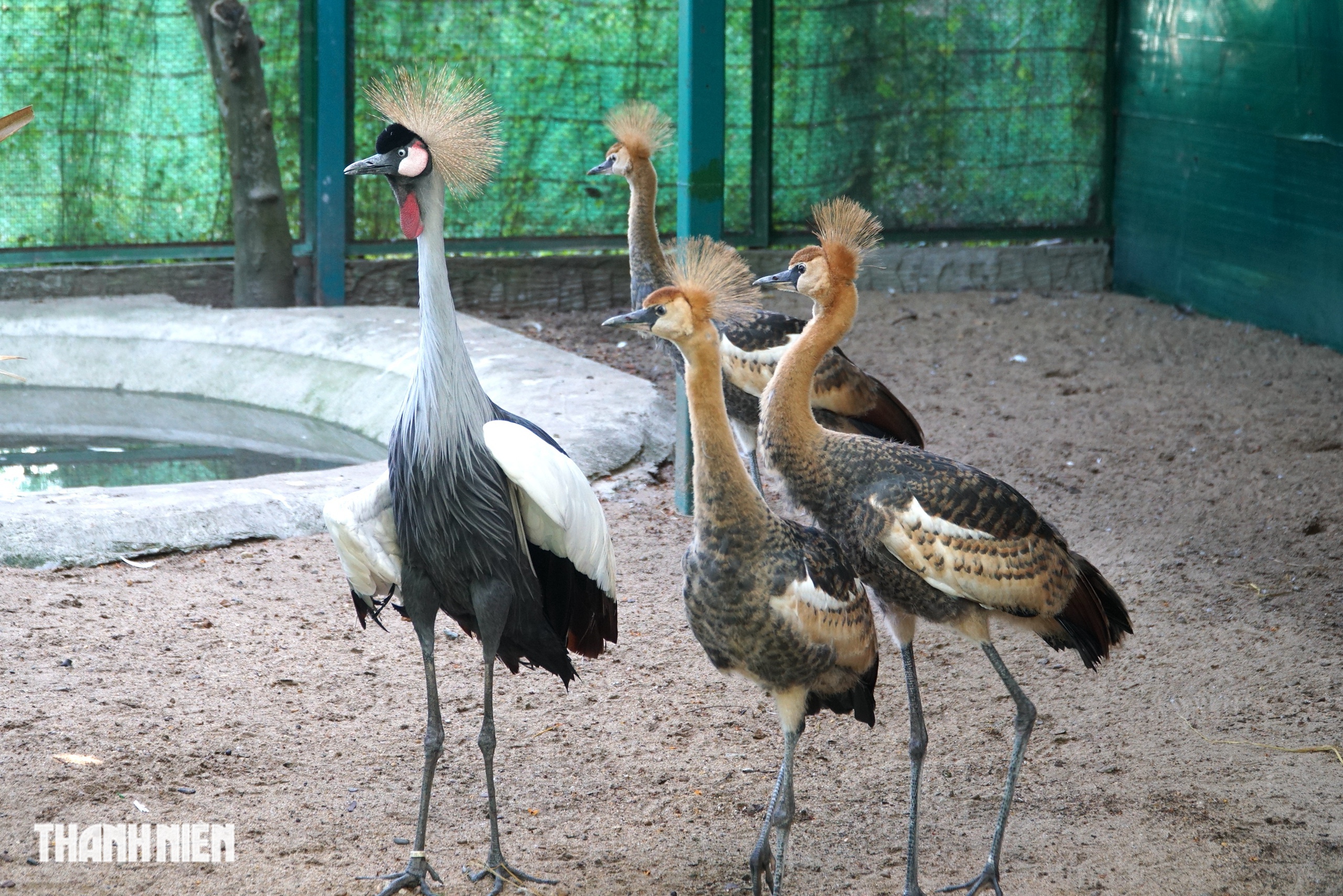 Sếu vương miện lần đầu sinh ở Thảo Cầm Viên: Con non lớn nhanh sau 4 tháng - Ảnh 4.