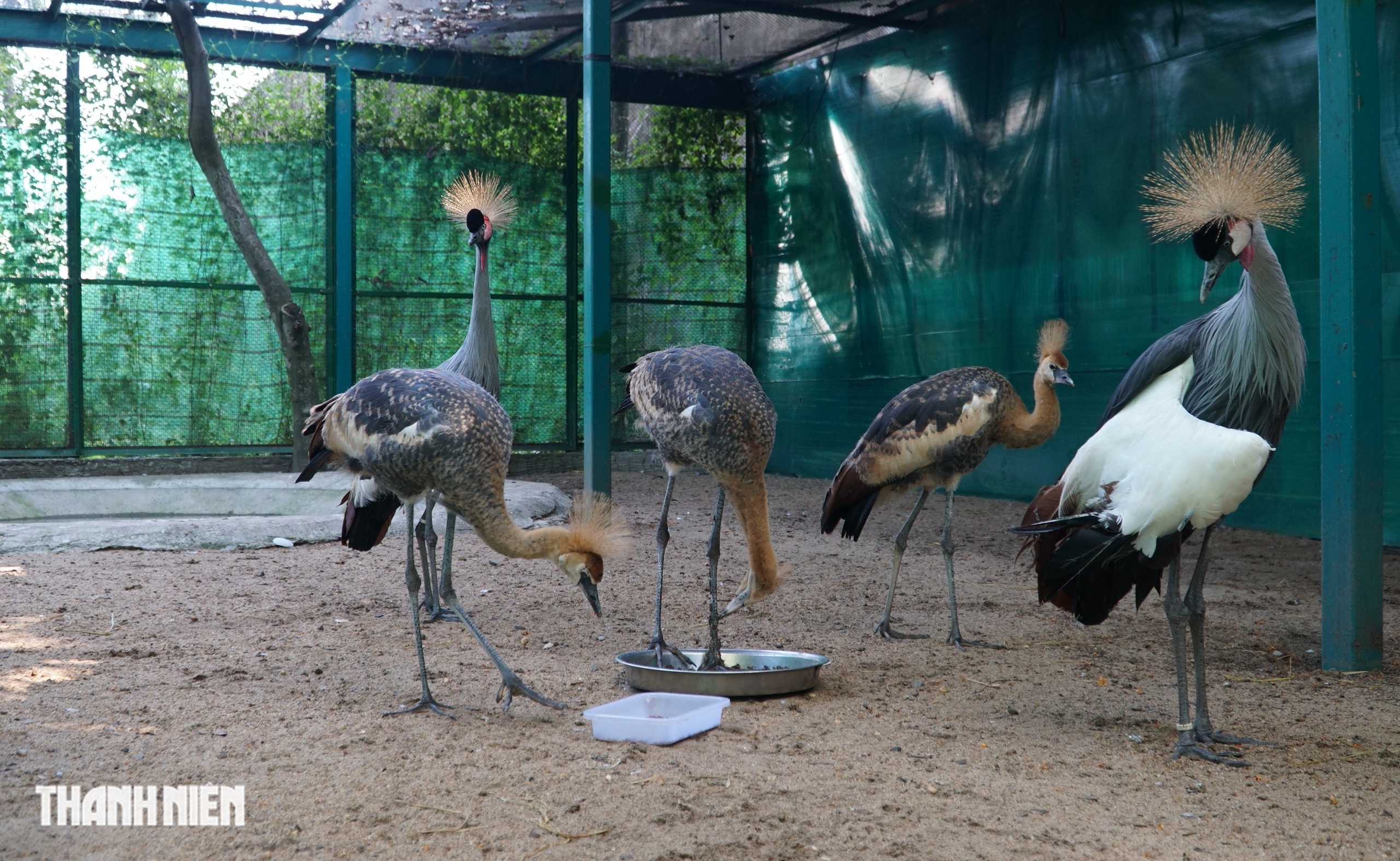 Sếu vương miện lần đầu sinh ở Thảo Cầm Viên: Con non lớn nhanh sau 4 tháng - Ảnh 2.