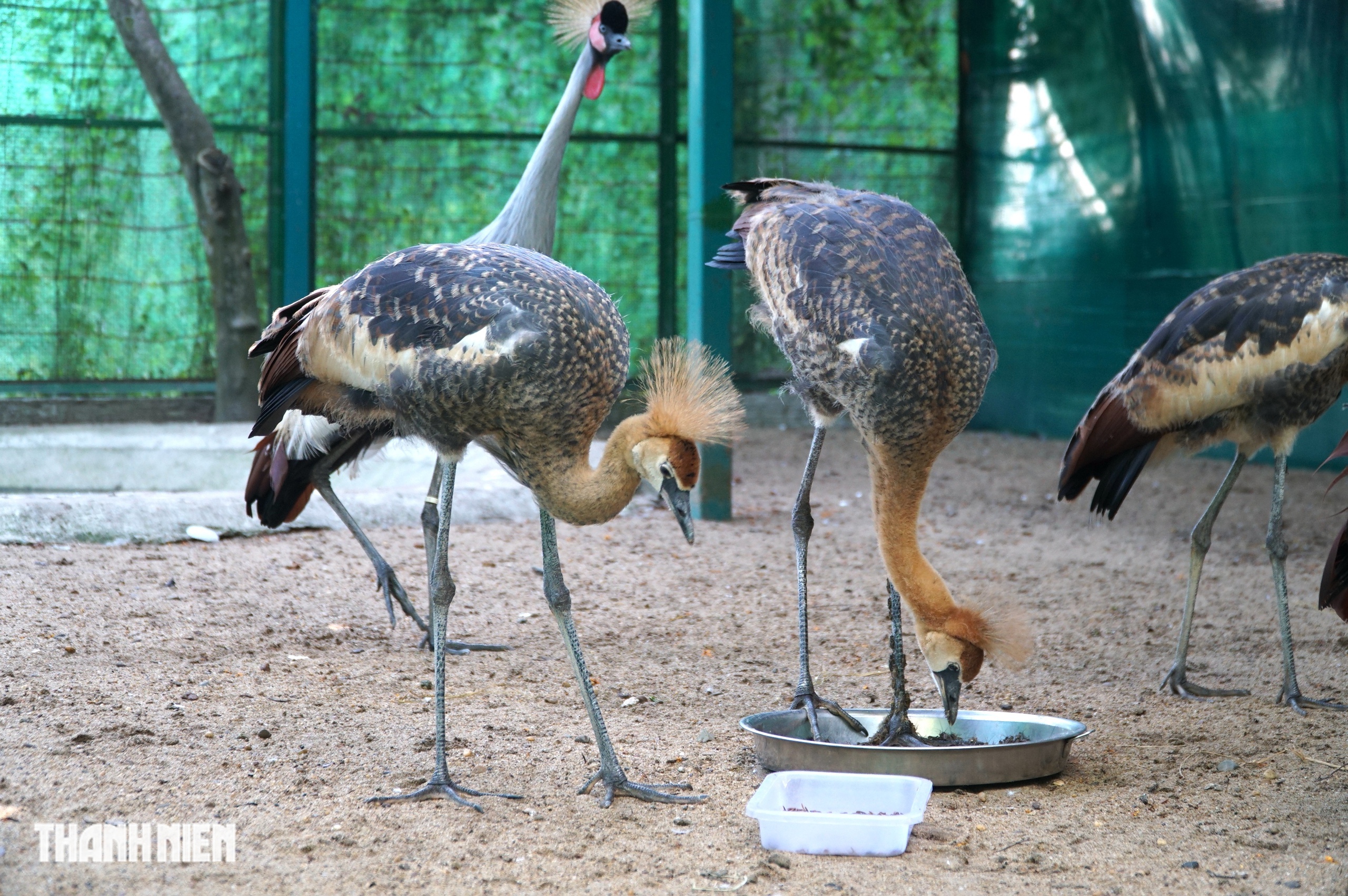 Sếu vương miện lần đầu sinh ở Thảo Cầm Viên: Con non lớn nhanh sau 4 tháng - Ảnh 7.