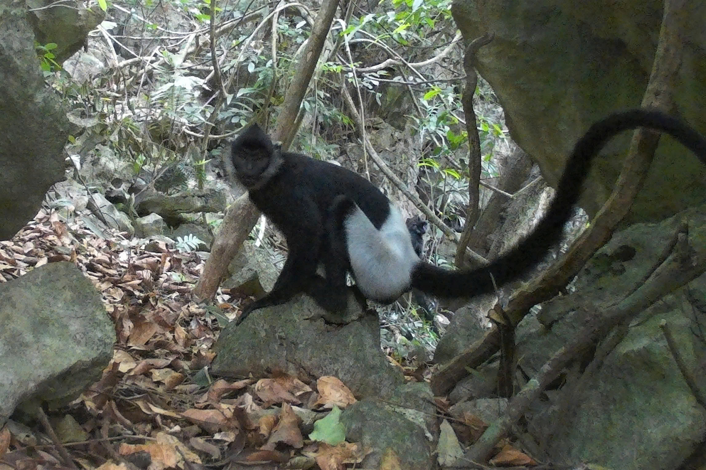 Bẫy ảnh phát hiện thêm voọc mông trắng cực kỳ nguy cấp: Làm gì để bảo vệ? - Ảnh 2.
