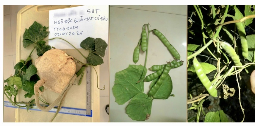 Ngộ Độc Nguy Hiểm Từ Hạt Củ Đậu: Cảnh Báo Và Triệu Chứng Cần Biết - Ảnh 1.